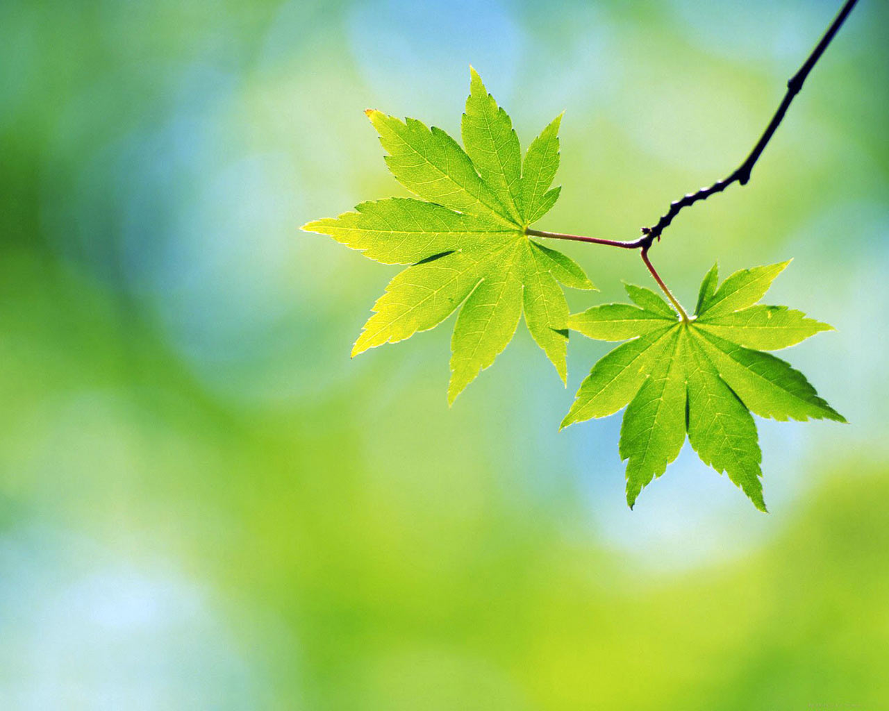 feuilles de papier peint de bureau,feuille,vert,arbre,la nature,feuille d'érable