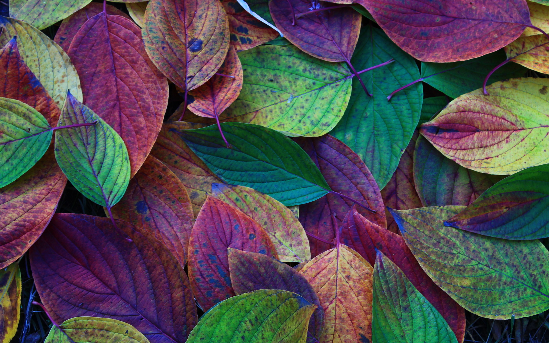 leaves desktop wallpaper,leaf,purple,violet,flower,plant