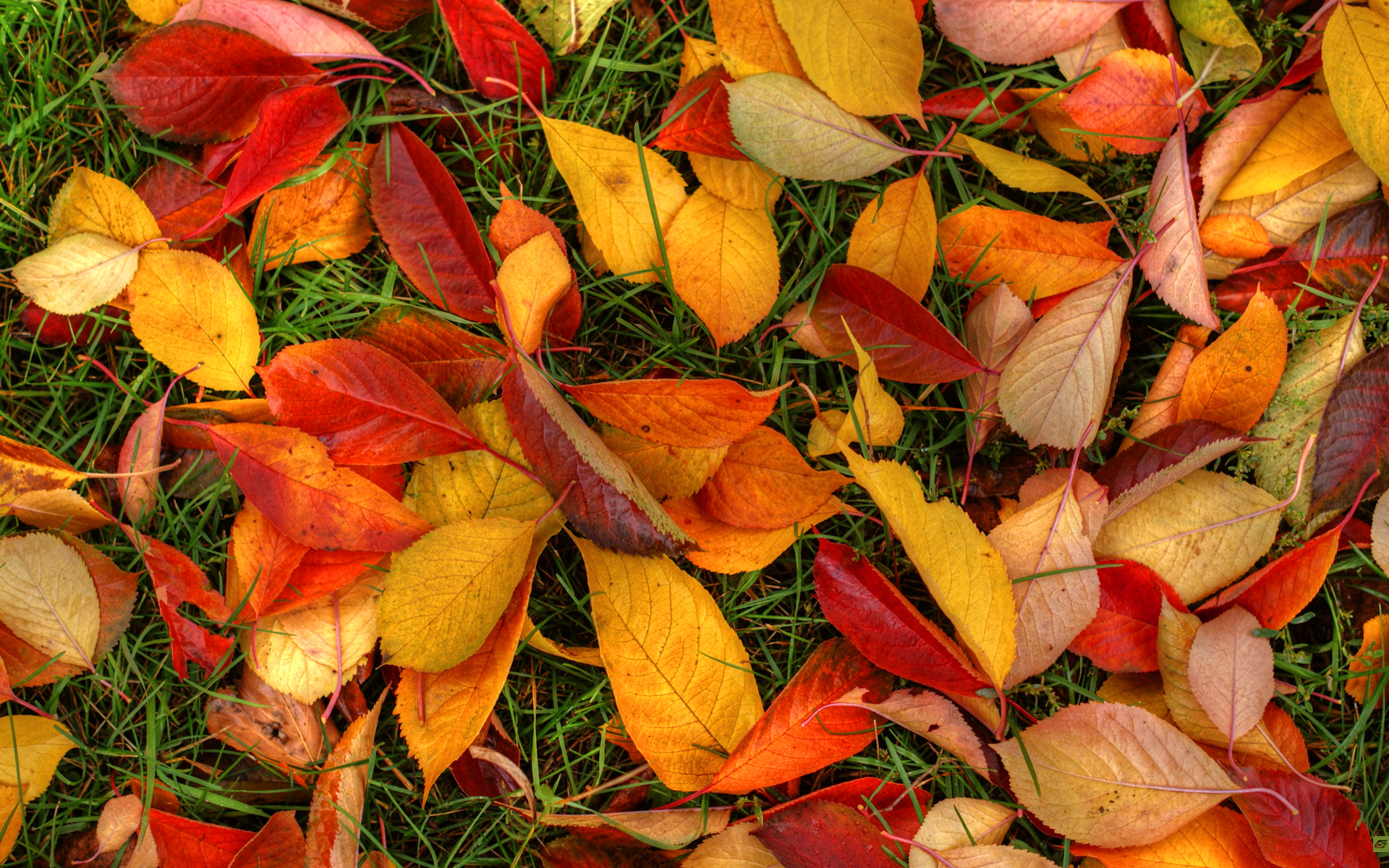 deja fondo de escritorio,hoja,planta,otoño,flor,comida vegetariana