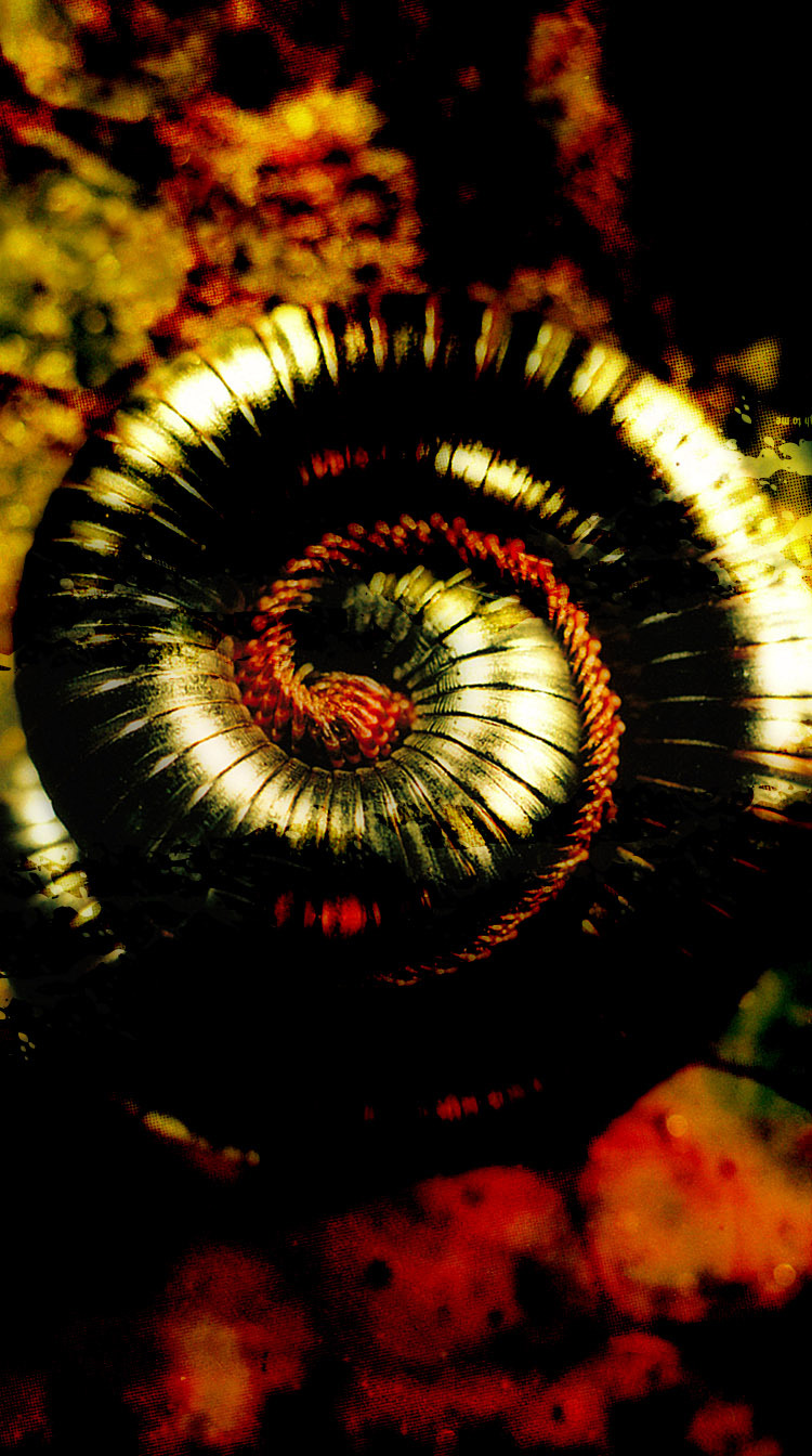 nine wallpaper,fractal art,spiral,close up,organism,millipedes