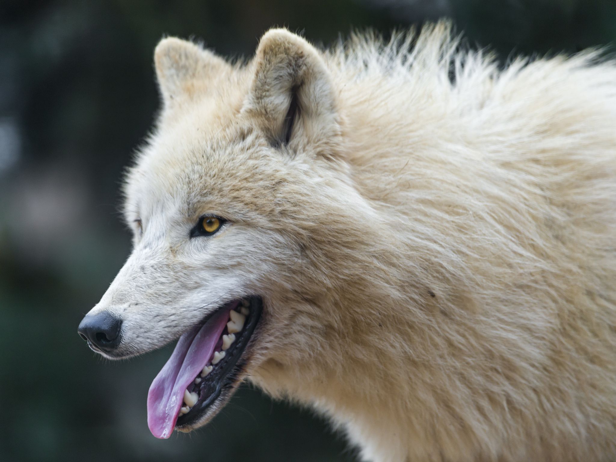 北極のオオカミの壁紙,カニスループスツンドララム,野生動物,狼,鼻,陸生動物