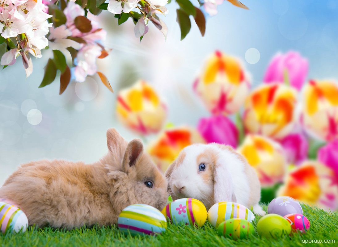 귀여운 부활절 벽지,토끼,국내 토끼,토끼와 토끼,부활절 토끼,부활절