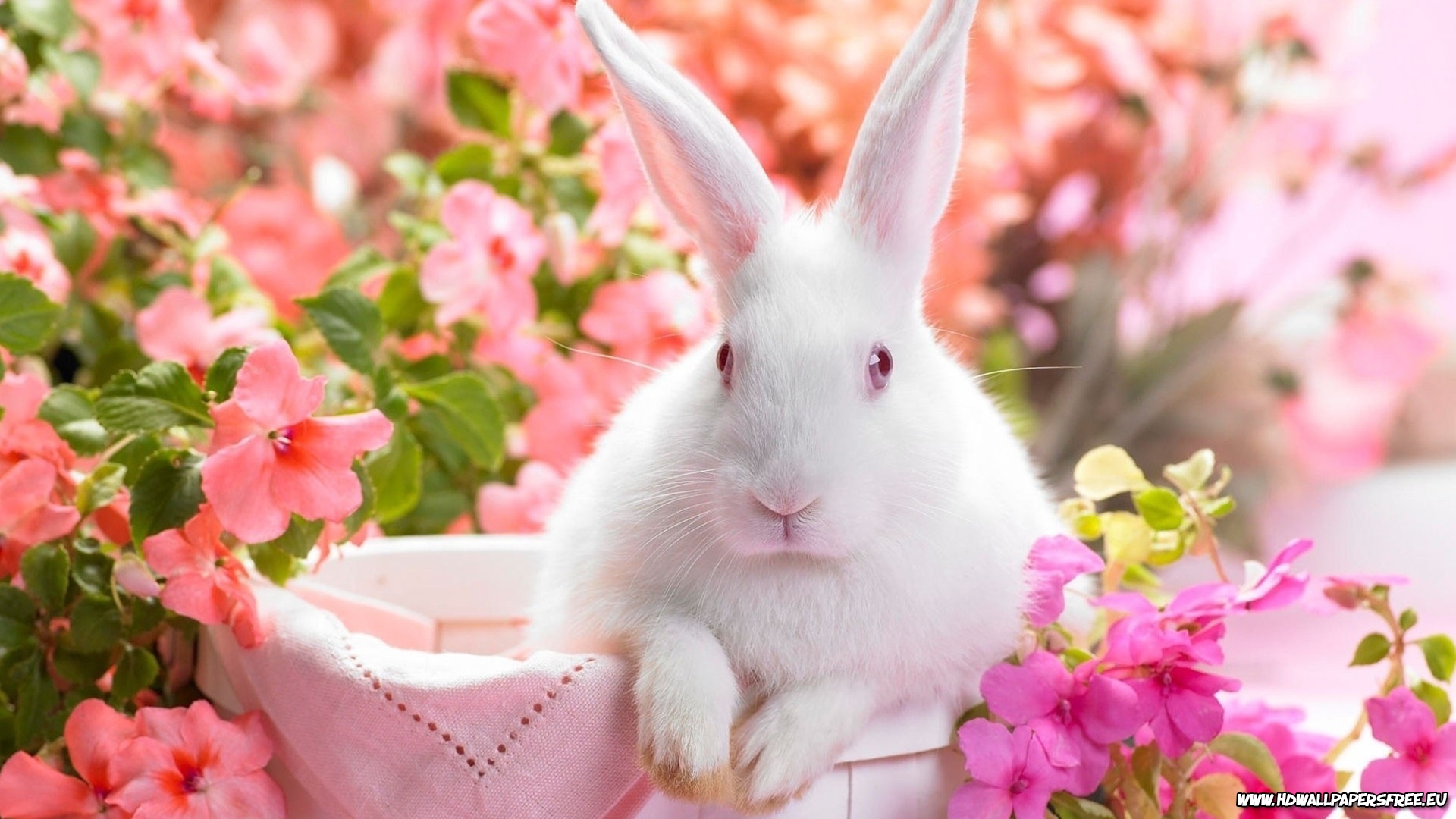 かわいいイースターの壁紙,ウサギ,ウサギとウサギ,飼いウサギ,ピンク,イースターのウサギ