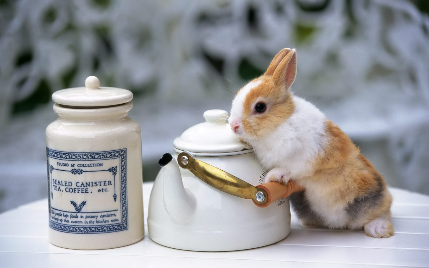 lindo fondo de pantalla de pascua,conejo,conejo doméstico,conejos y liebres,vajilla,servicio