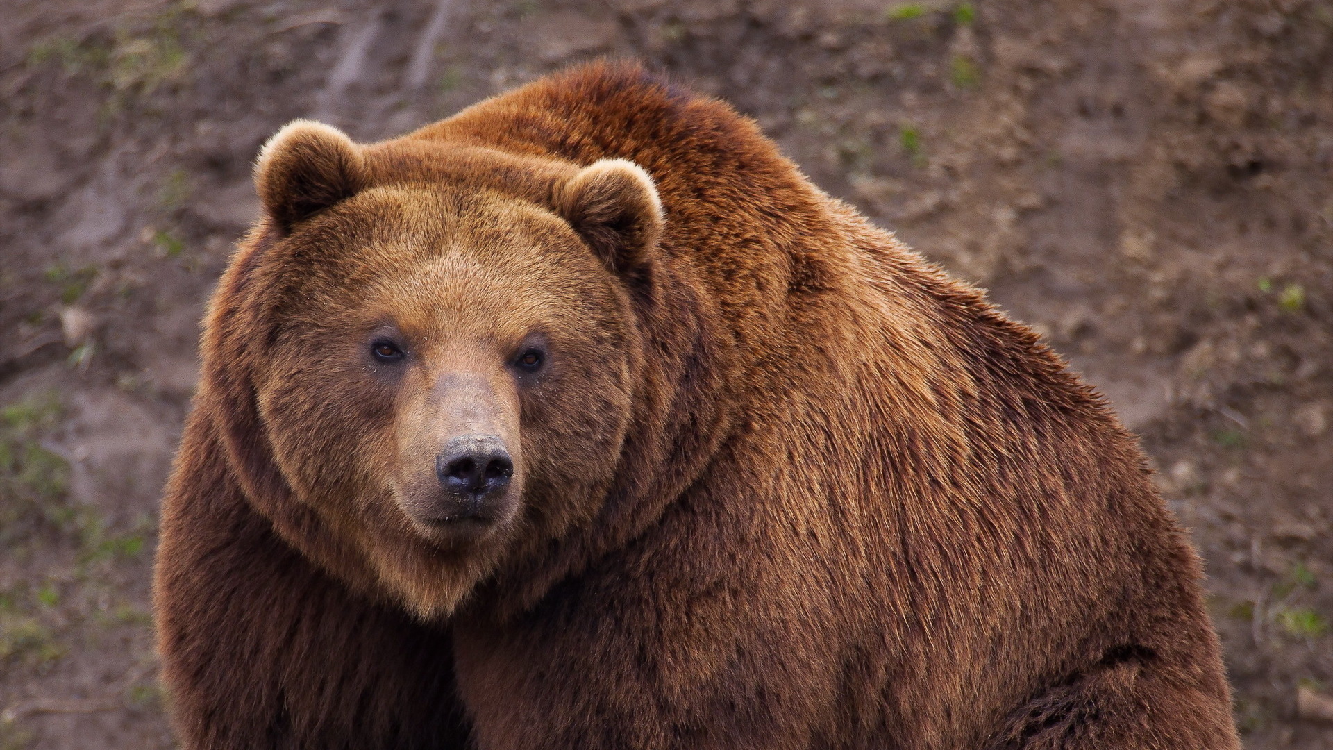 oso pardo fondo de pantalla,oso café,animal terrestre,oso,oso grizzly,oso kodiak