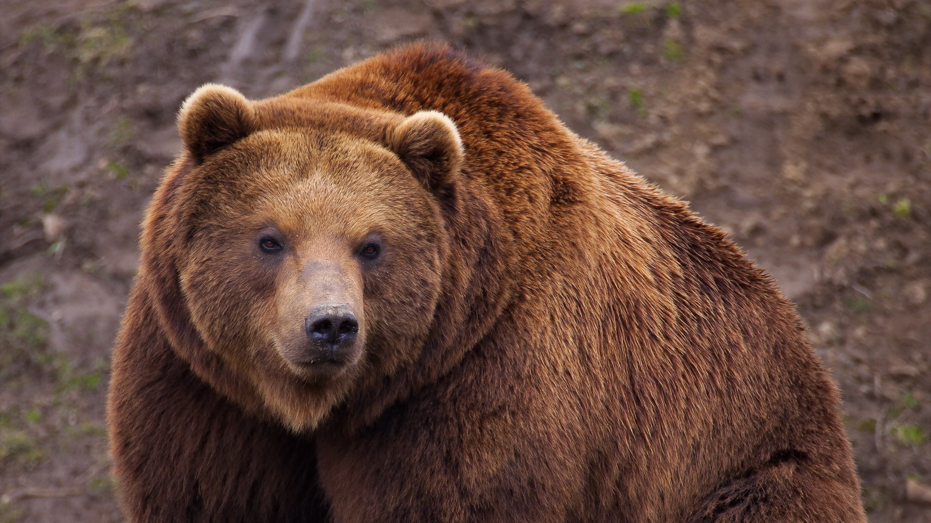 papier peint ours brun,ours brun,animal terrestre,ours,grizzly,ours kodiak