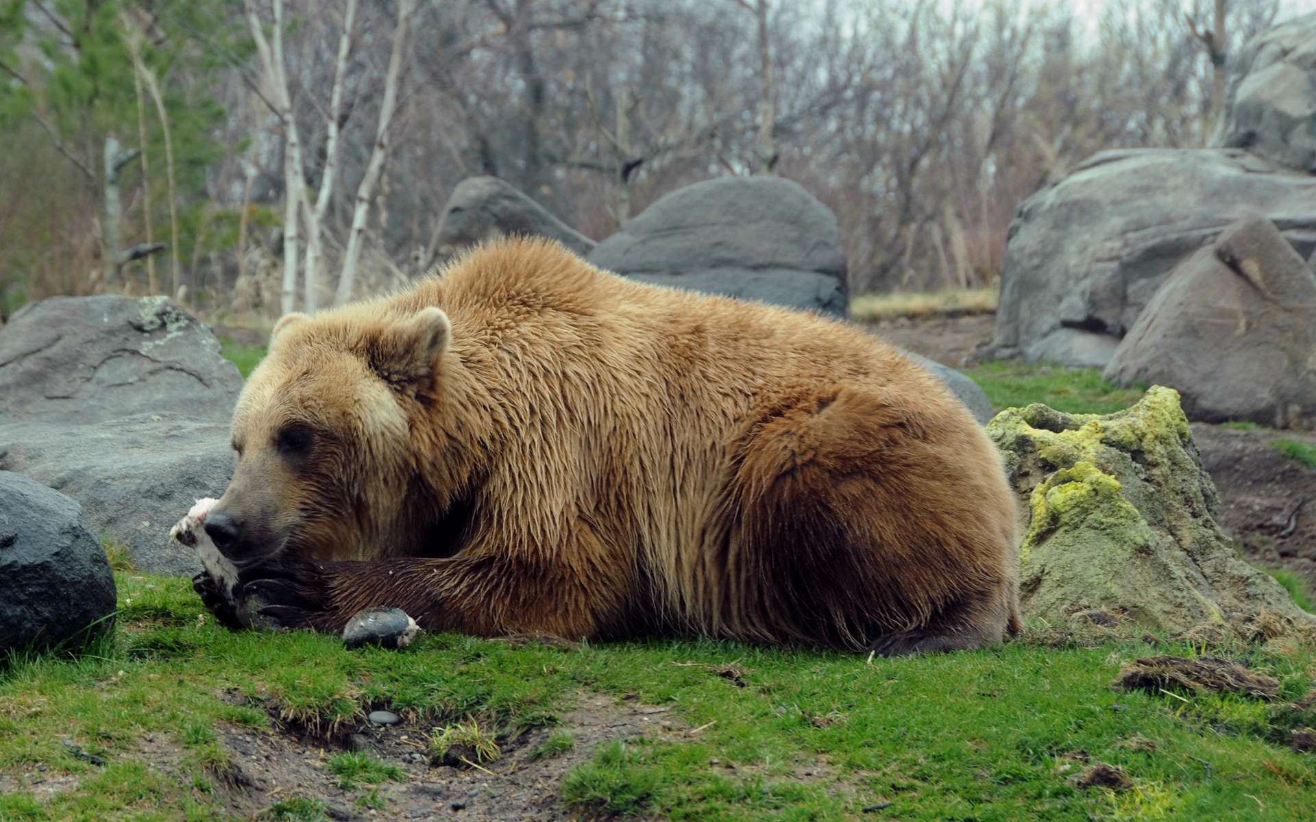 brown bear wallpaper,mammal,vertebrate,brown bear,grizzly bear,terrestrial animal