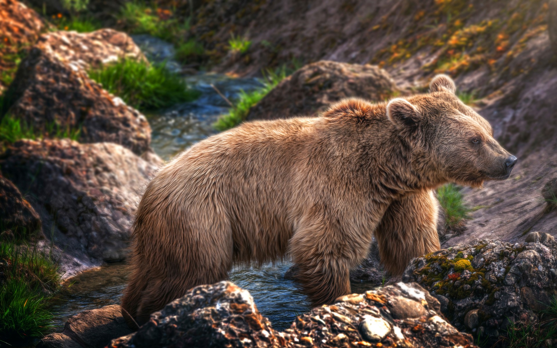 brown bear wallpaper,mammal,brown bear,vertebrate,grizzly bear,bear
