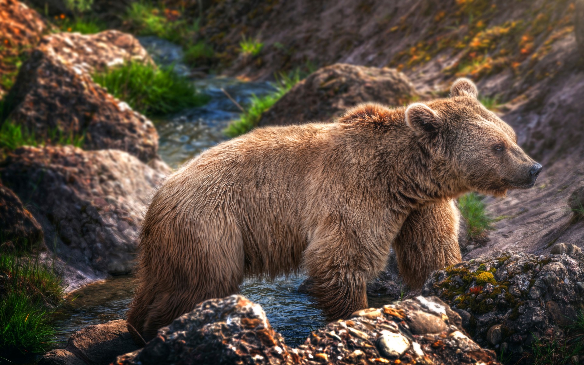 carta da parati orso bruno,orso bruno,orso grizzly,orso,natura,animale terrestre