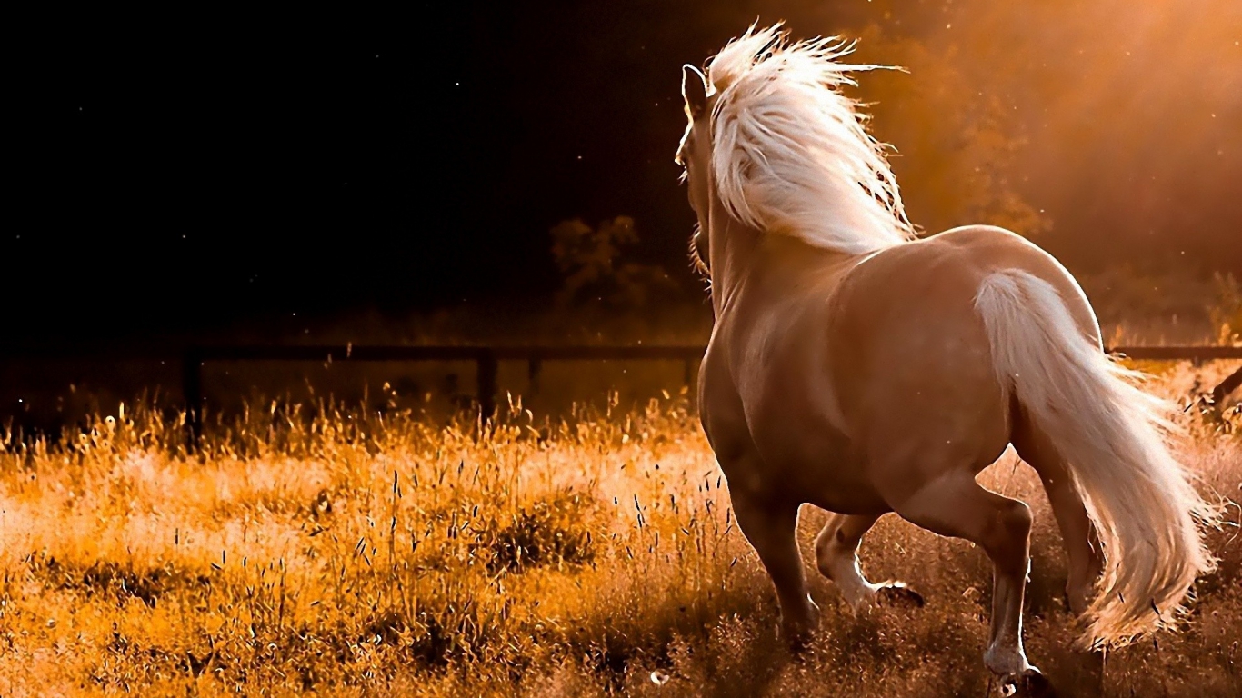 fondo de pantalla de caballos salvajes,caballo,melena,semental,mustang caballo,yegua