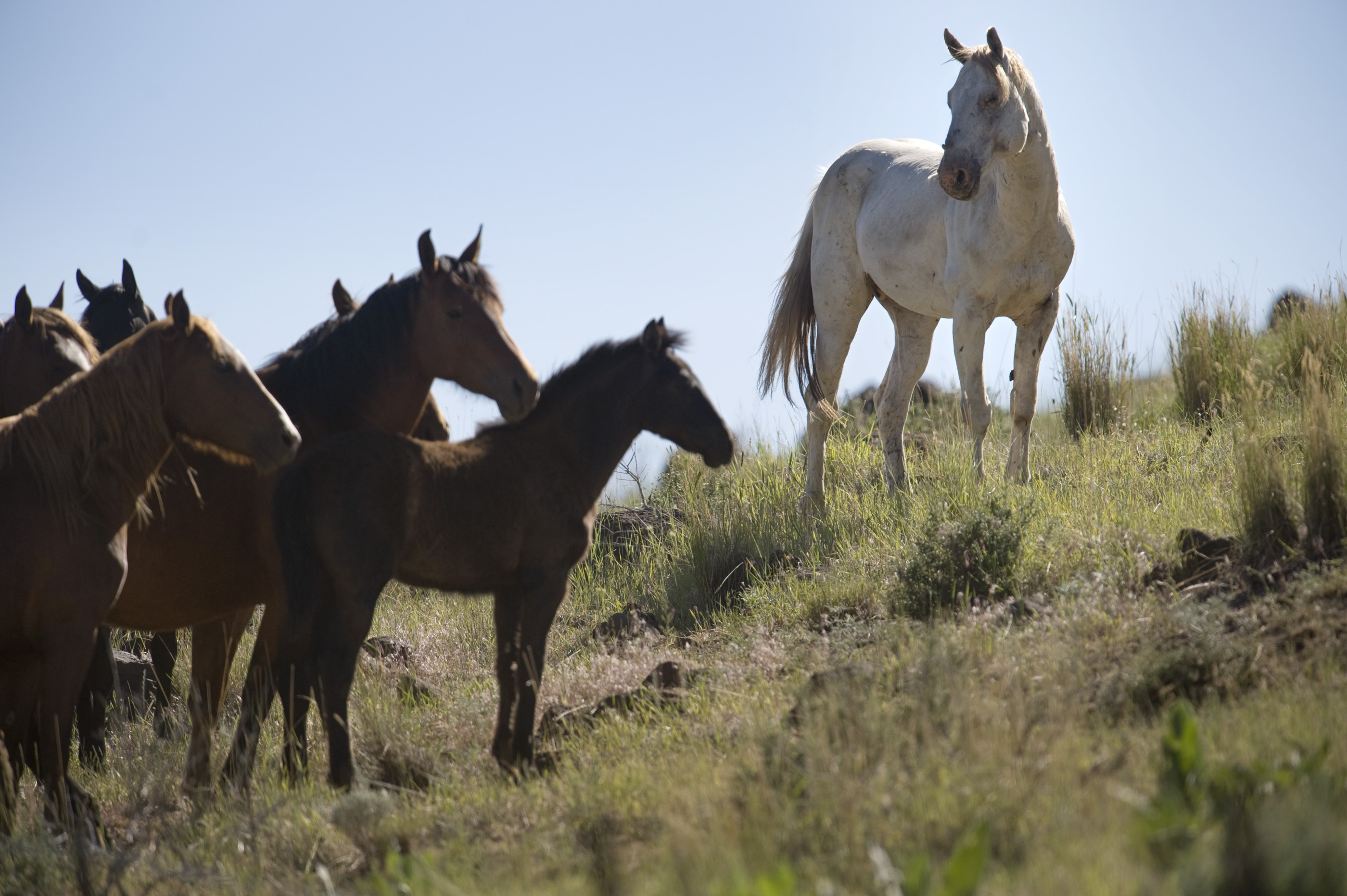 carta da parati cavalli selvaggi,cavallo,cavallo mustang,mandria,criniera,stallone