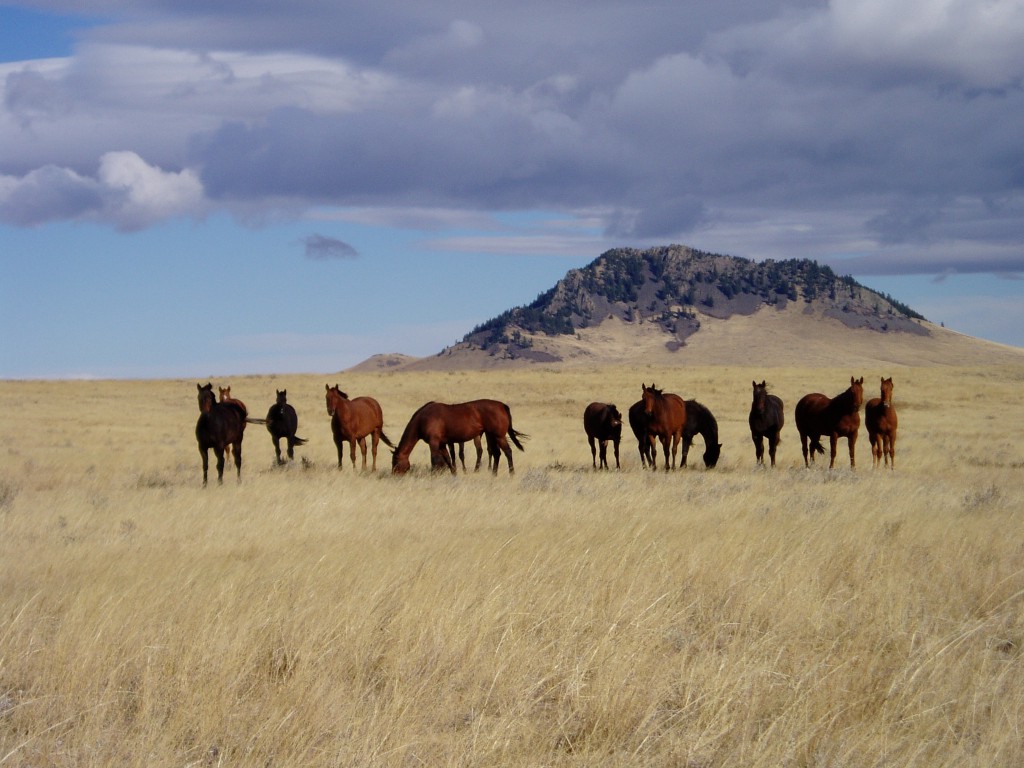 fond d'écran chevaux sauvages,troupeau,prairie,steppe,cheval,ranch