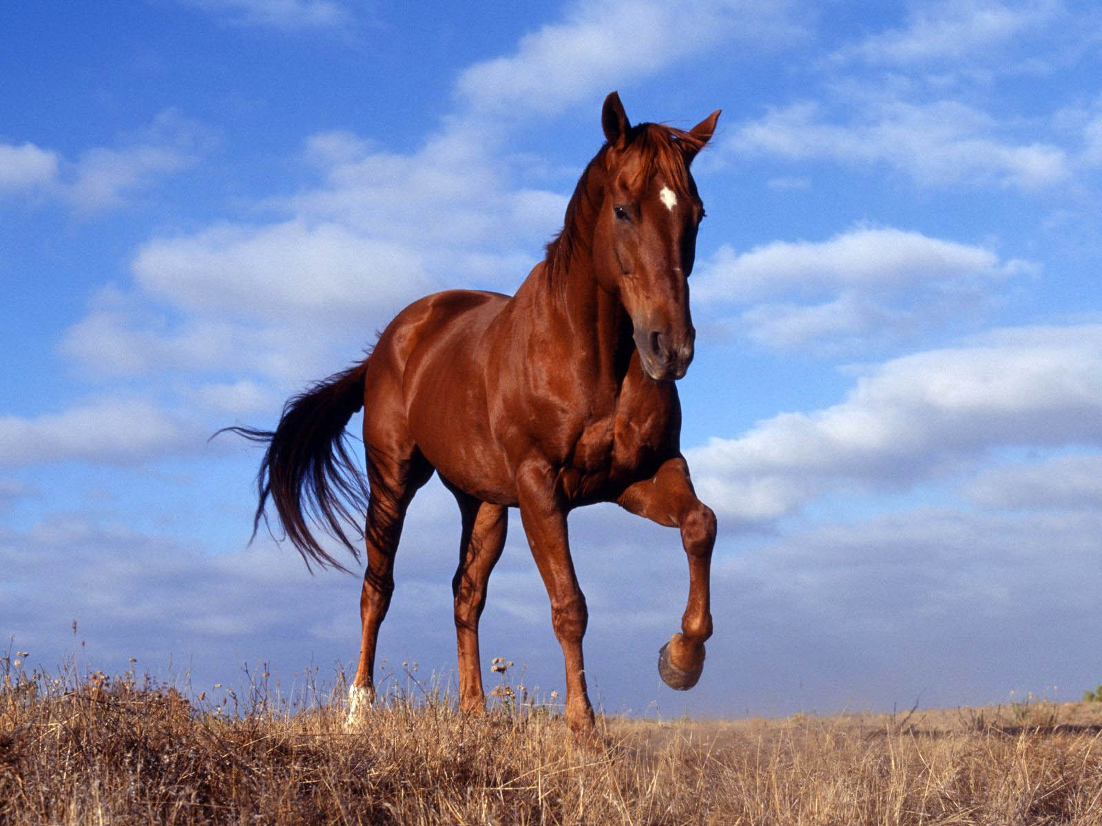野生の馬の壁紙,うま,種馬,マスタング馬,たてがみ,栗色