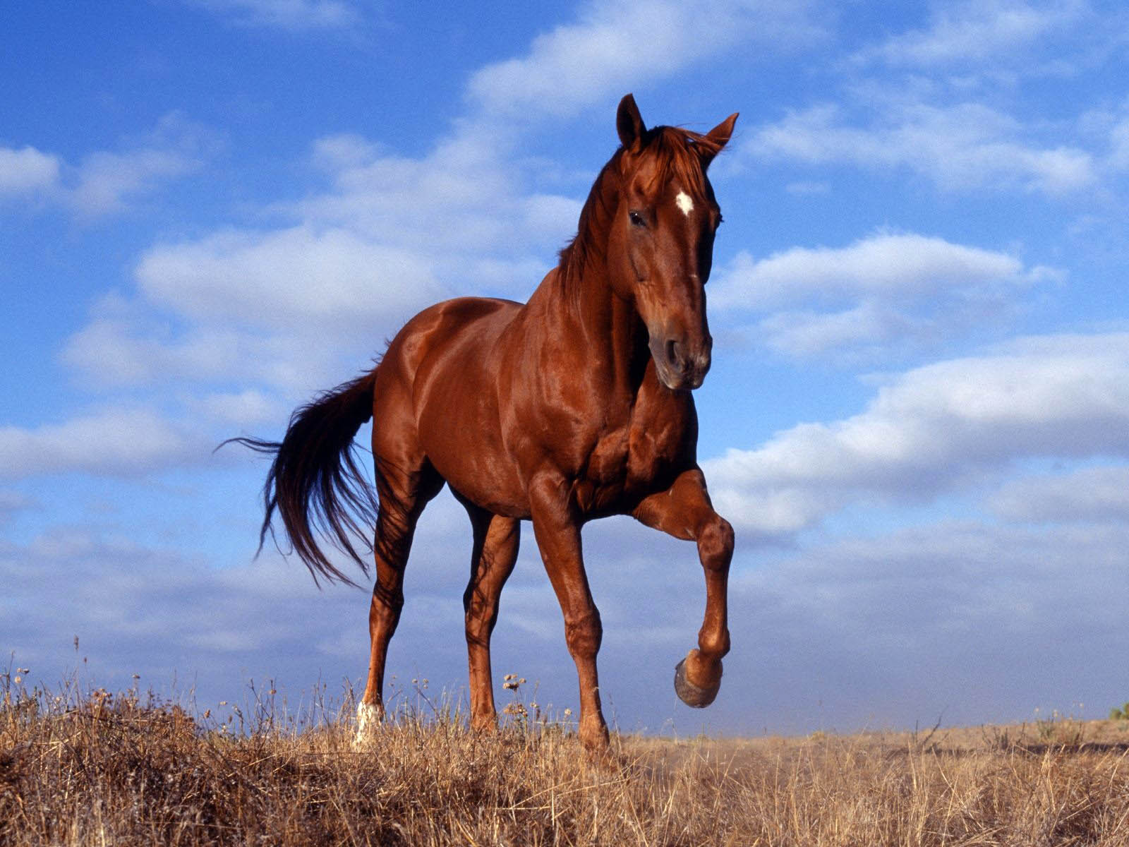 carta da parati cavalli selvaggi,cavallo,stallone,cavallo mustang,criniera,acetosa