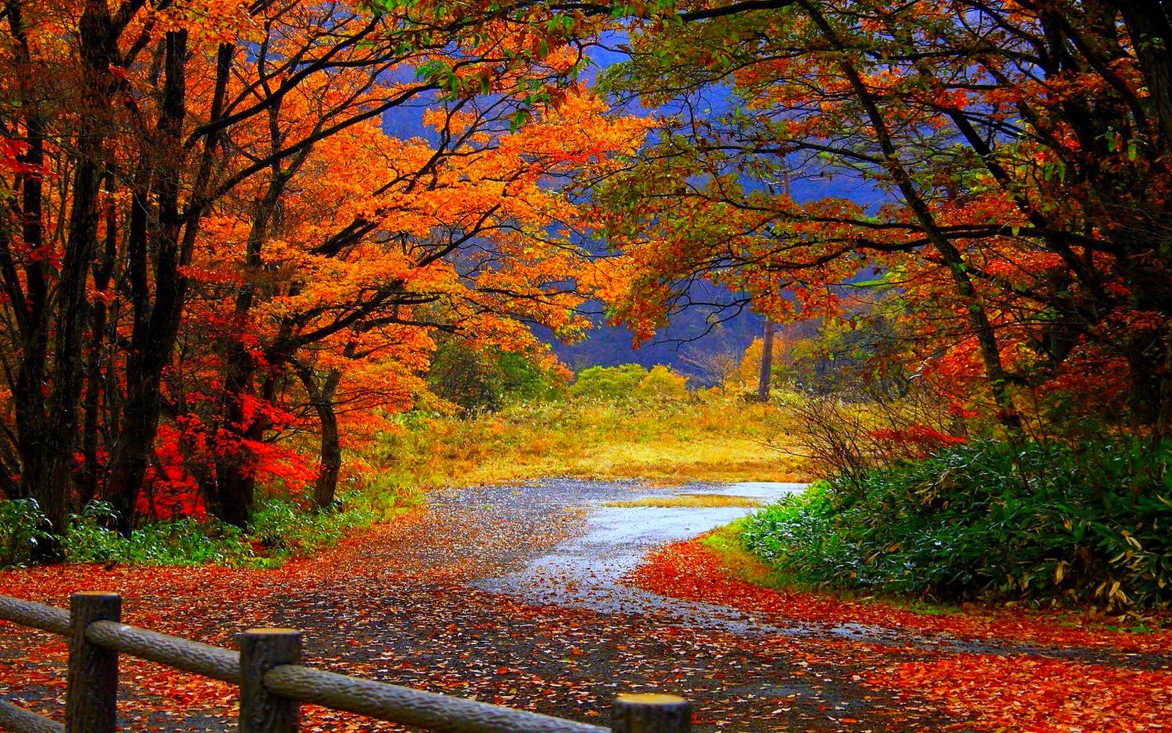 carta da parati paesaggio autunnale,paesaggio naturale,natura,albero,foglia,autunno