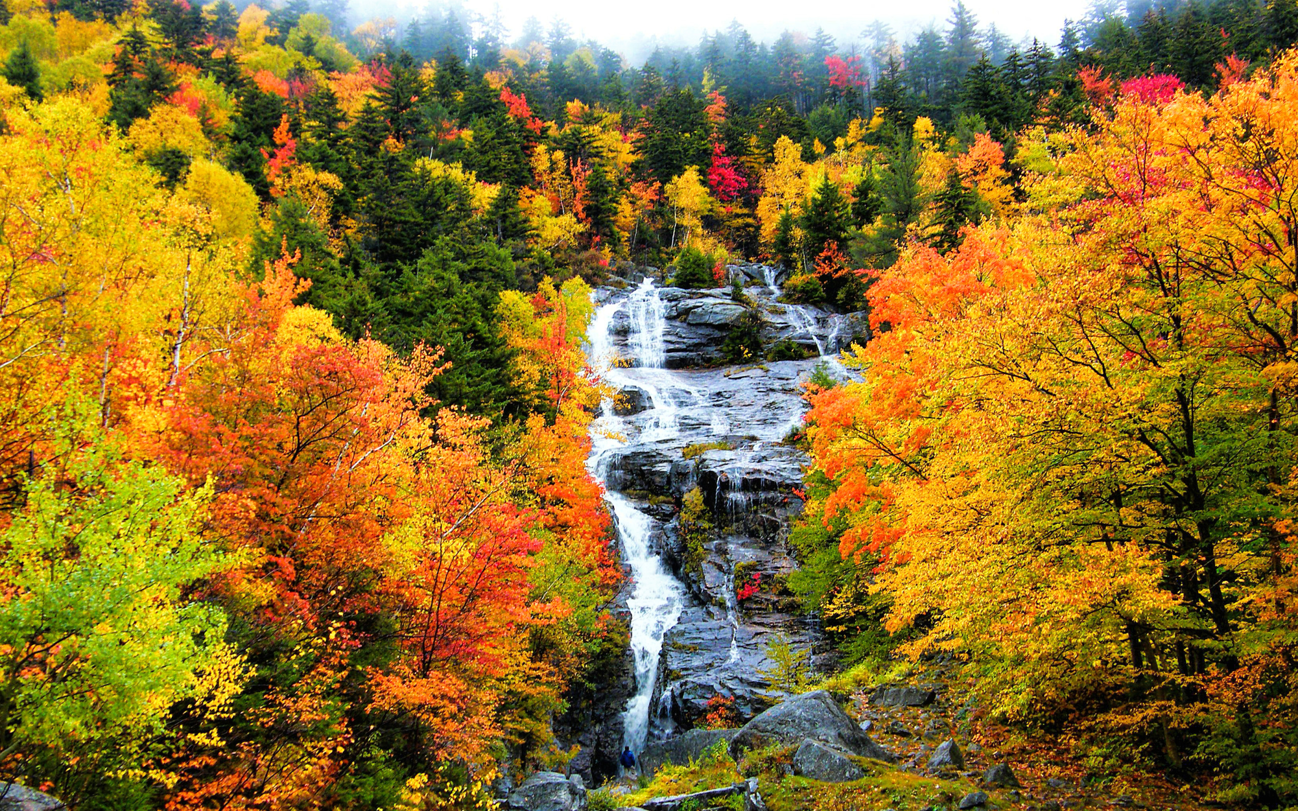 秋の風景の壁紙,自然,自然の風景,木,葉,州立公園