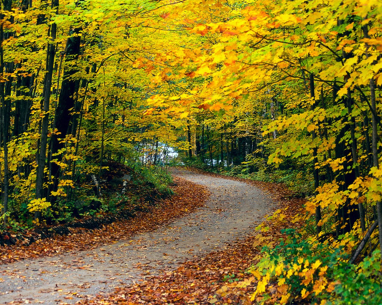 carta da parati paesaggio autunnale,paesaggio naturale,albero,natura,foglia,autunno