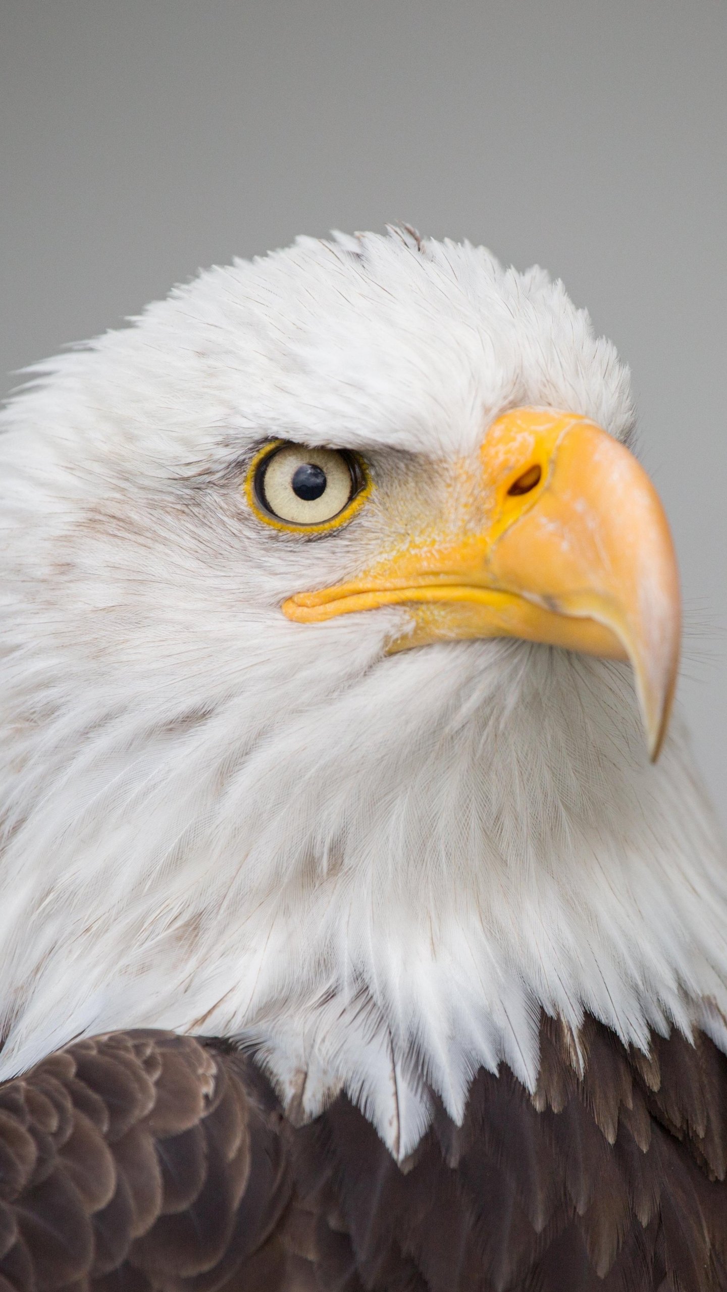 bald eagle wallpaper,bird,bald eagle,vertebrate,beak,bird of prey