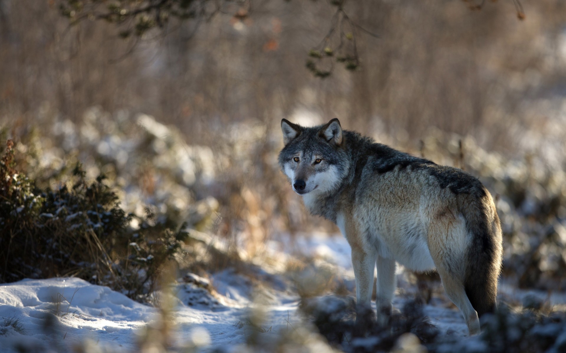 kostenlose wolf tapete,tierwelt,canis lupus tundrarum,wolf,kojote,landtier