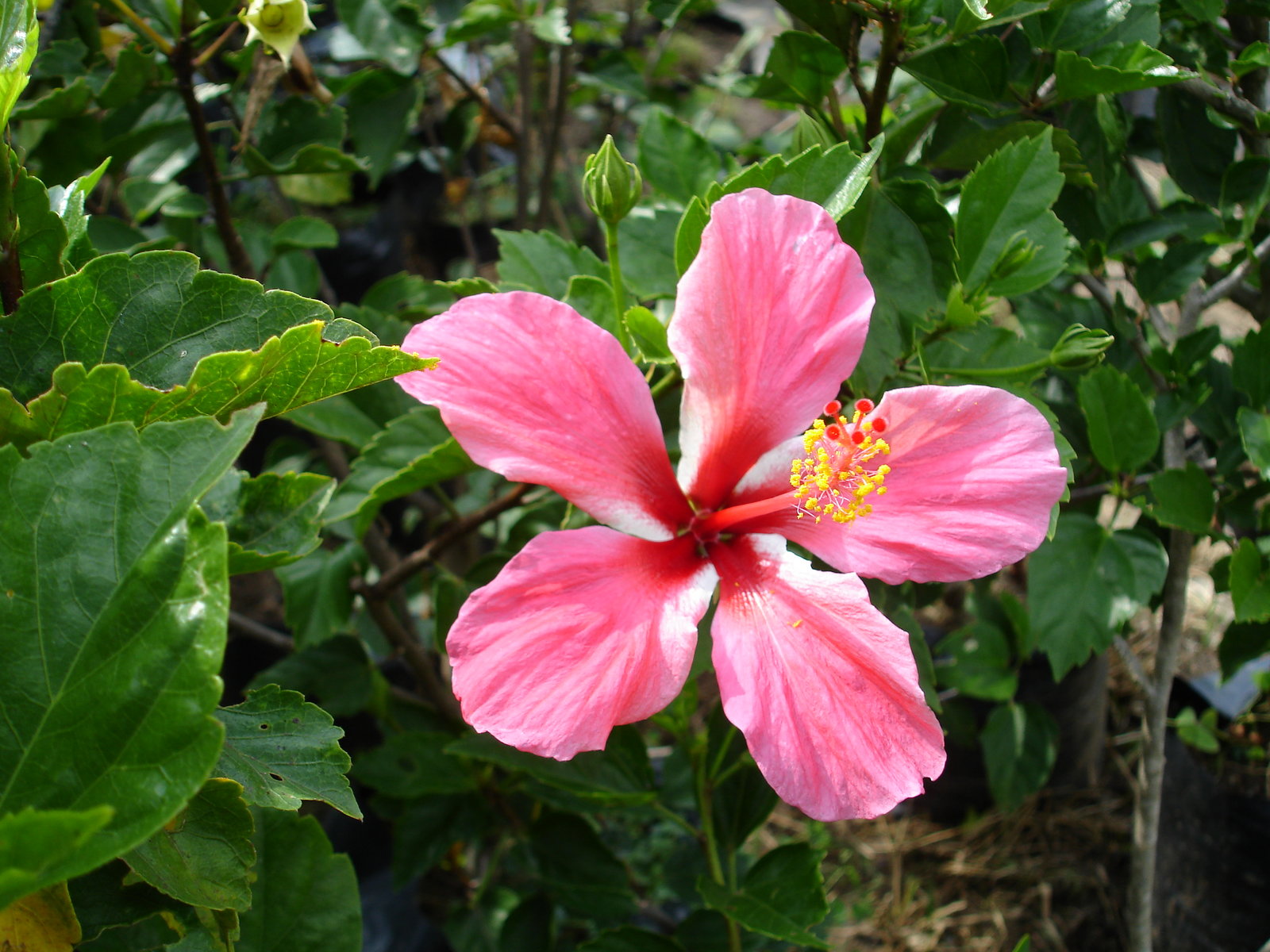 carta da parati fiore tropicale,fiore,ibisco,pianta fiorita,ibisco cinese,petalo