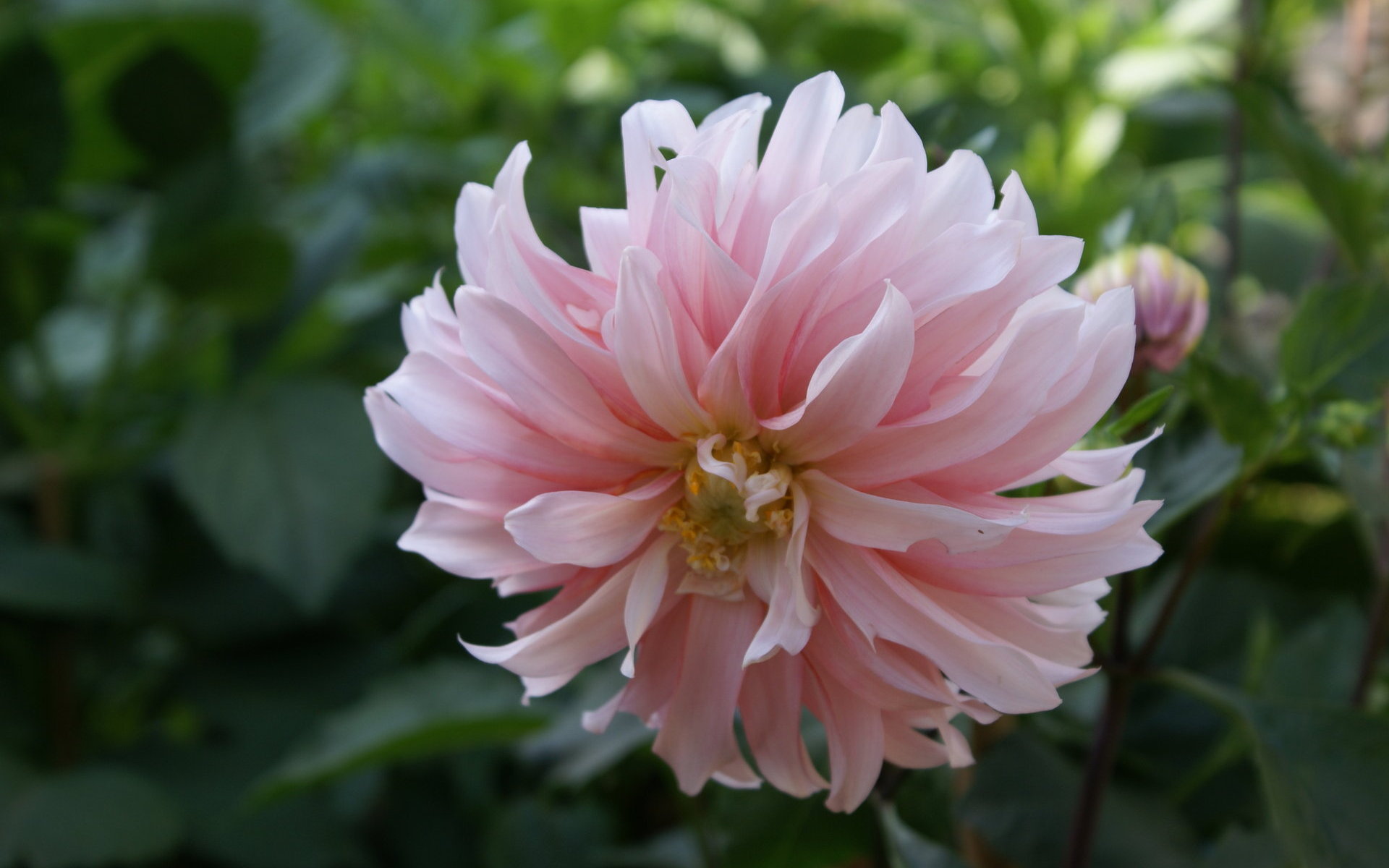 熱帯の花の壁紙,花,開花植物,花弁,工場,ピンク