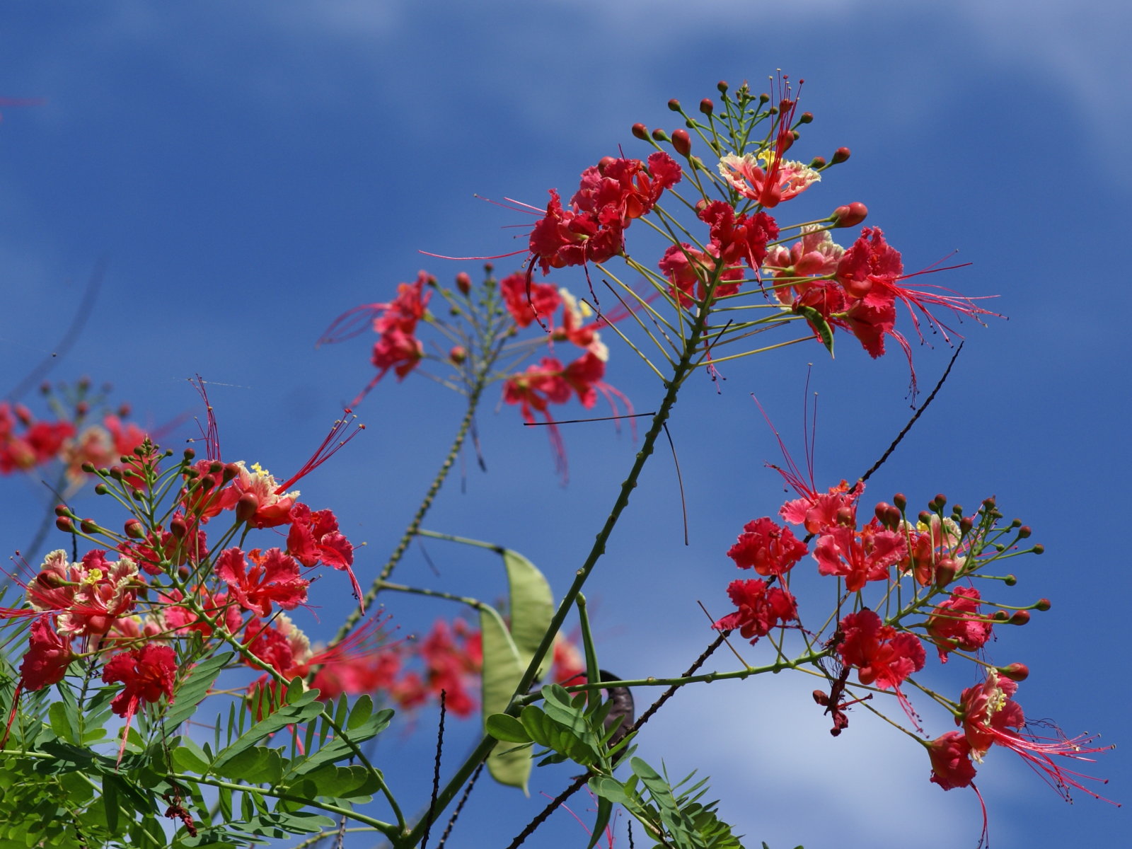 tropical flower wallpaper,flower,flowering plant,plant,red,tree