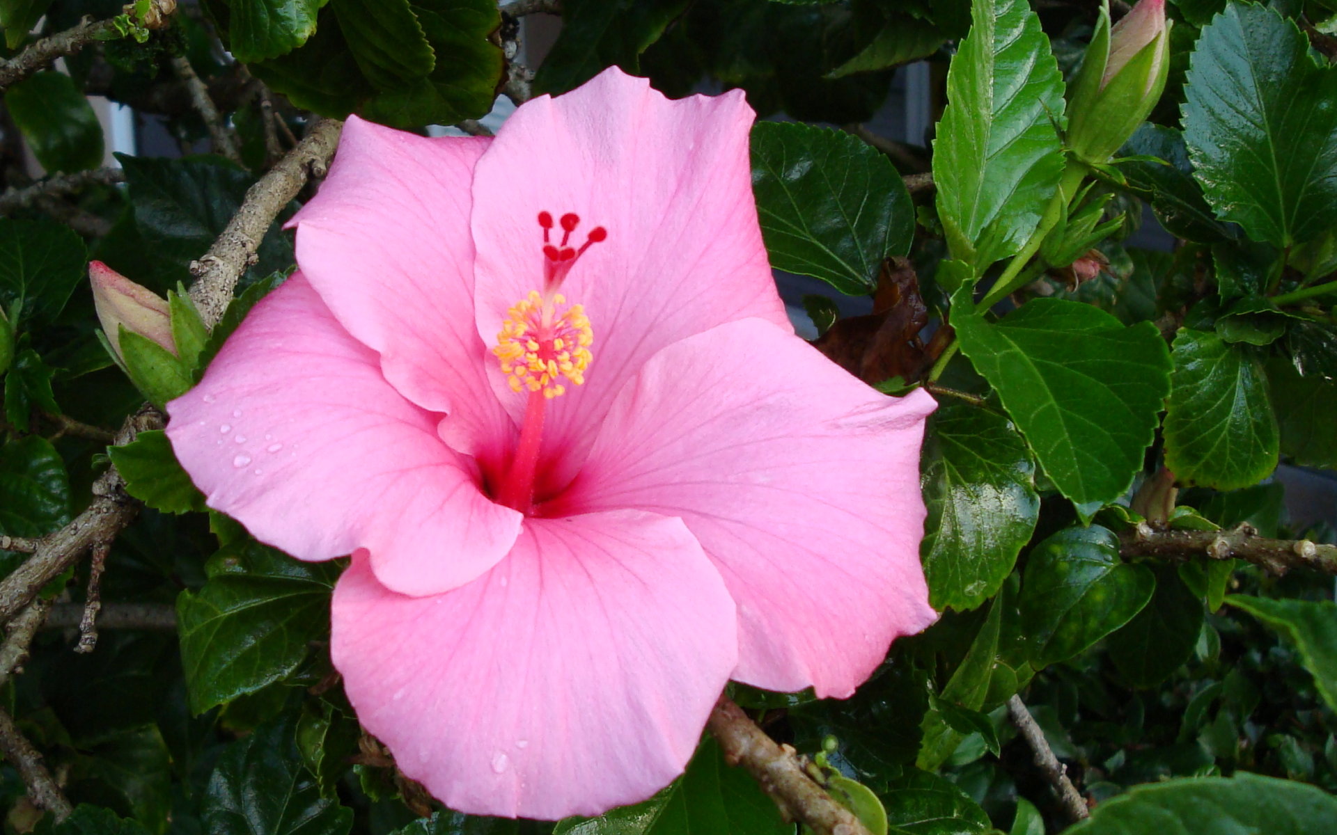 tropical flower wallpaper,flower,flowering plant,petal,chinese hibiscus,hibiscus