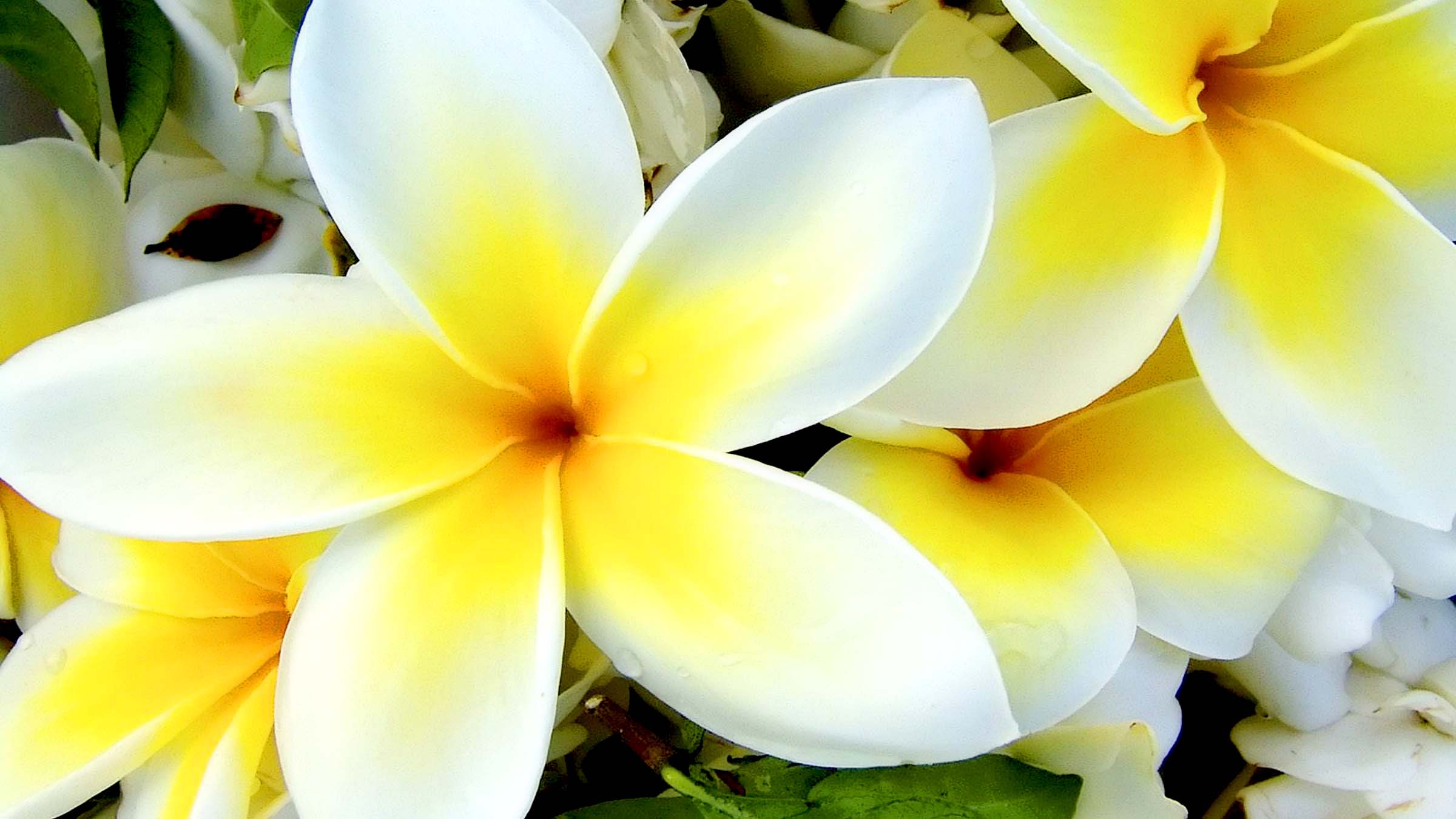 tropical flower wallpaper,flower,petal,frangipani,yellow,plant
