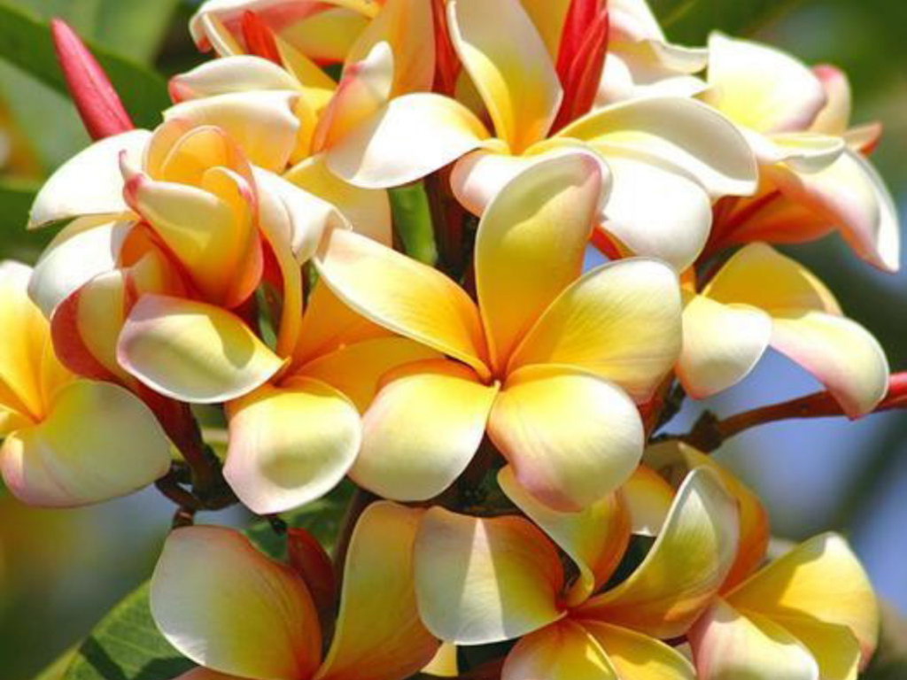 papel tapiz de flores tropicales,flor,frangipani,planta,pétalo,planta floreciendo