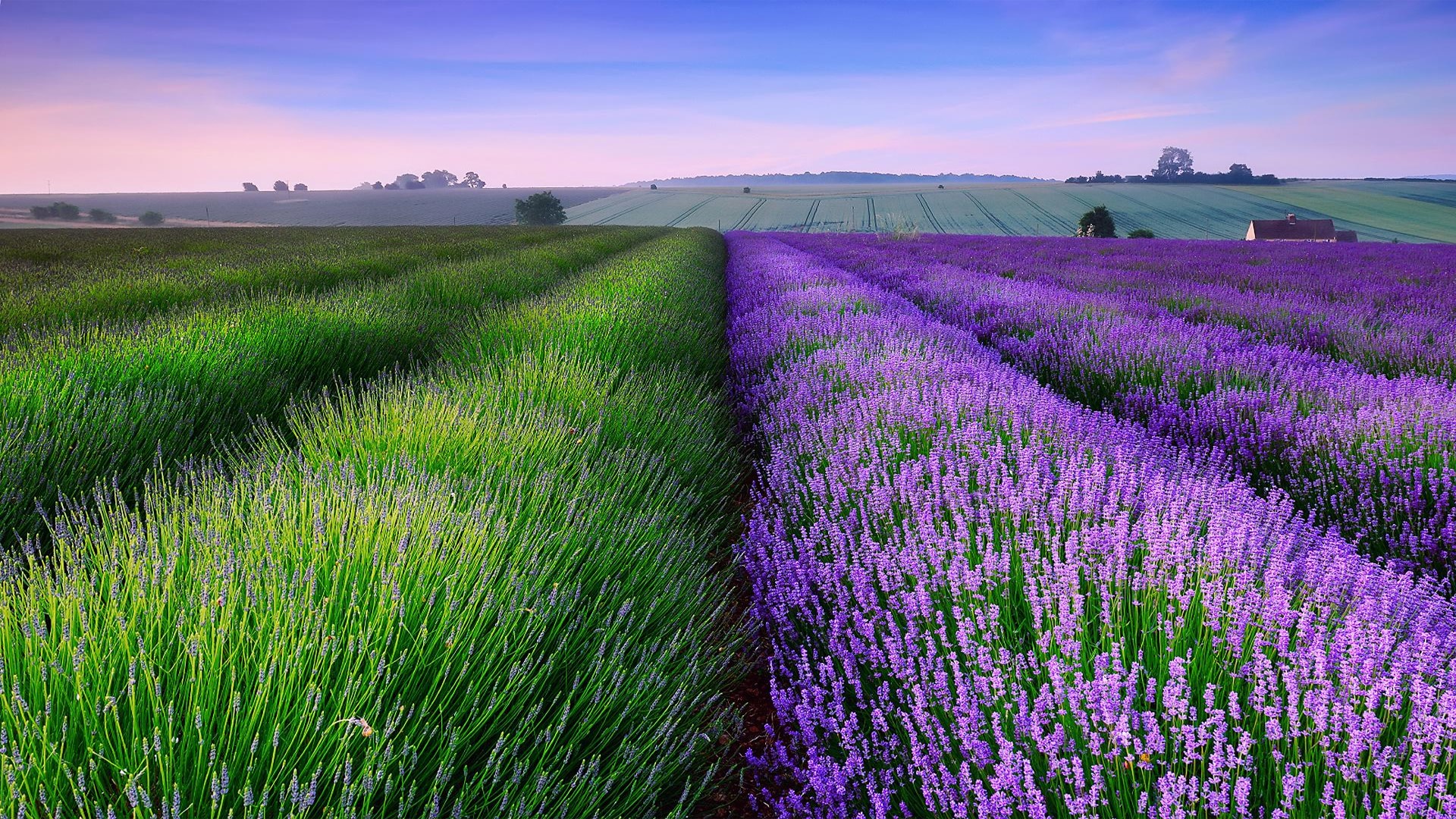 distributor wallpaper,lavender,field,natural landscape,english lavender,purple