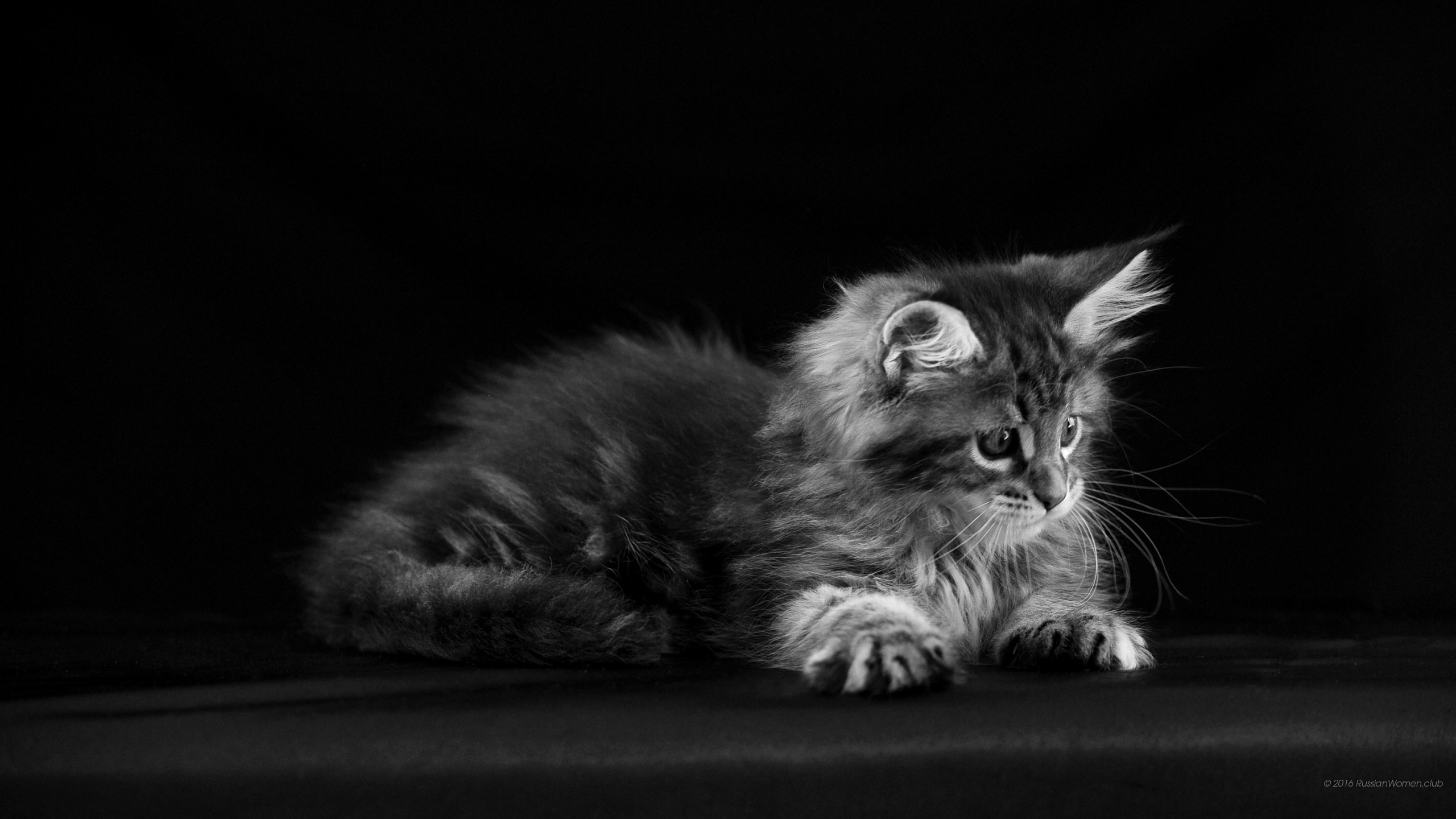 letv fondo de pantalla hd,gato,gatos pequeños a medianos,bigotes,felidae,negro