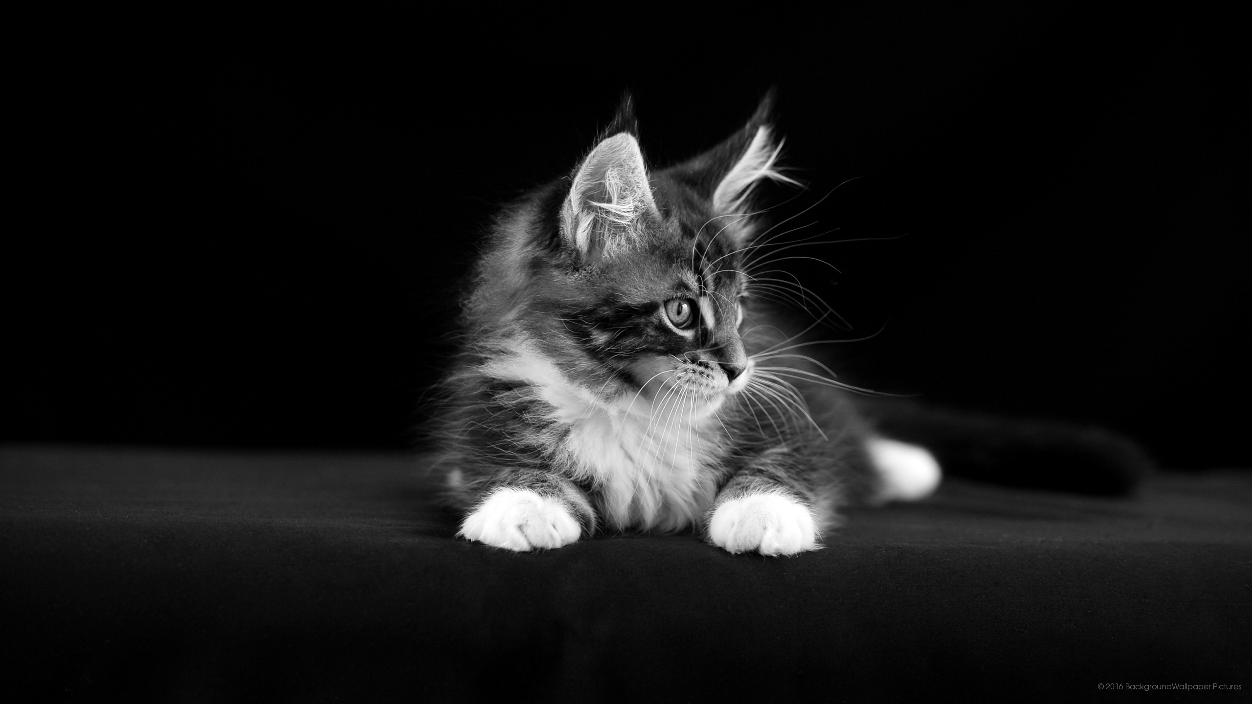 letv fond d'écran hd,chat,chats de petite à moyenne taille,moustaches,félidés,noir et blanc