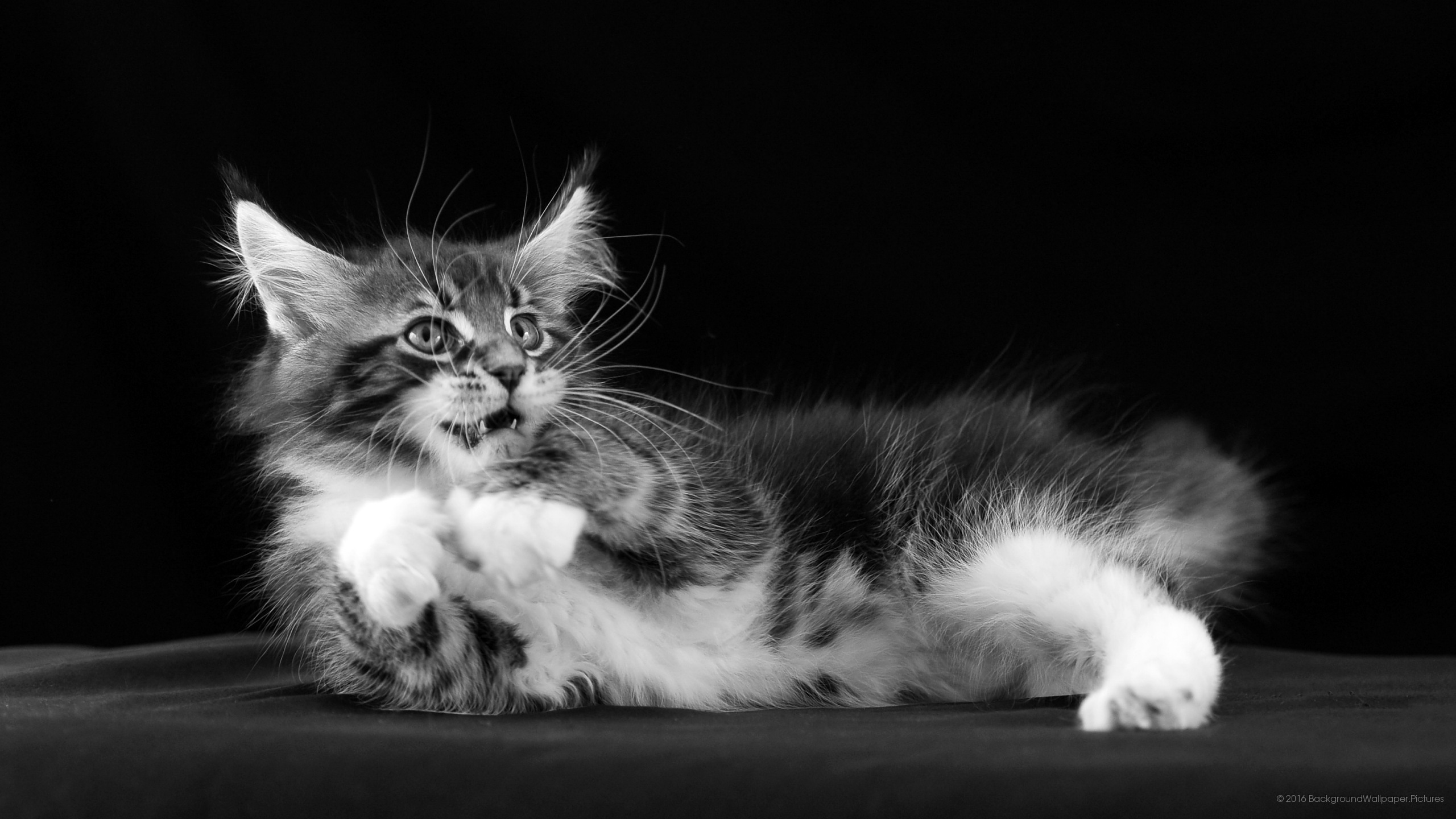 letv fond d'écran hd,chat,chats de petite à moyenne taille,félidés,moustaches,noir et blanc