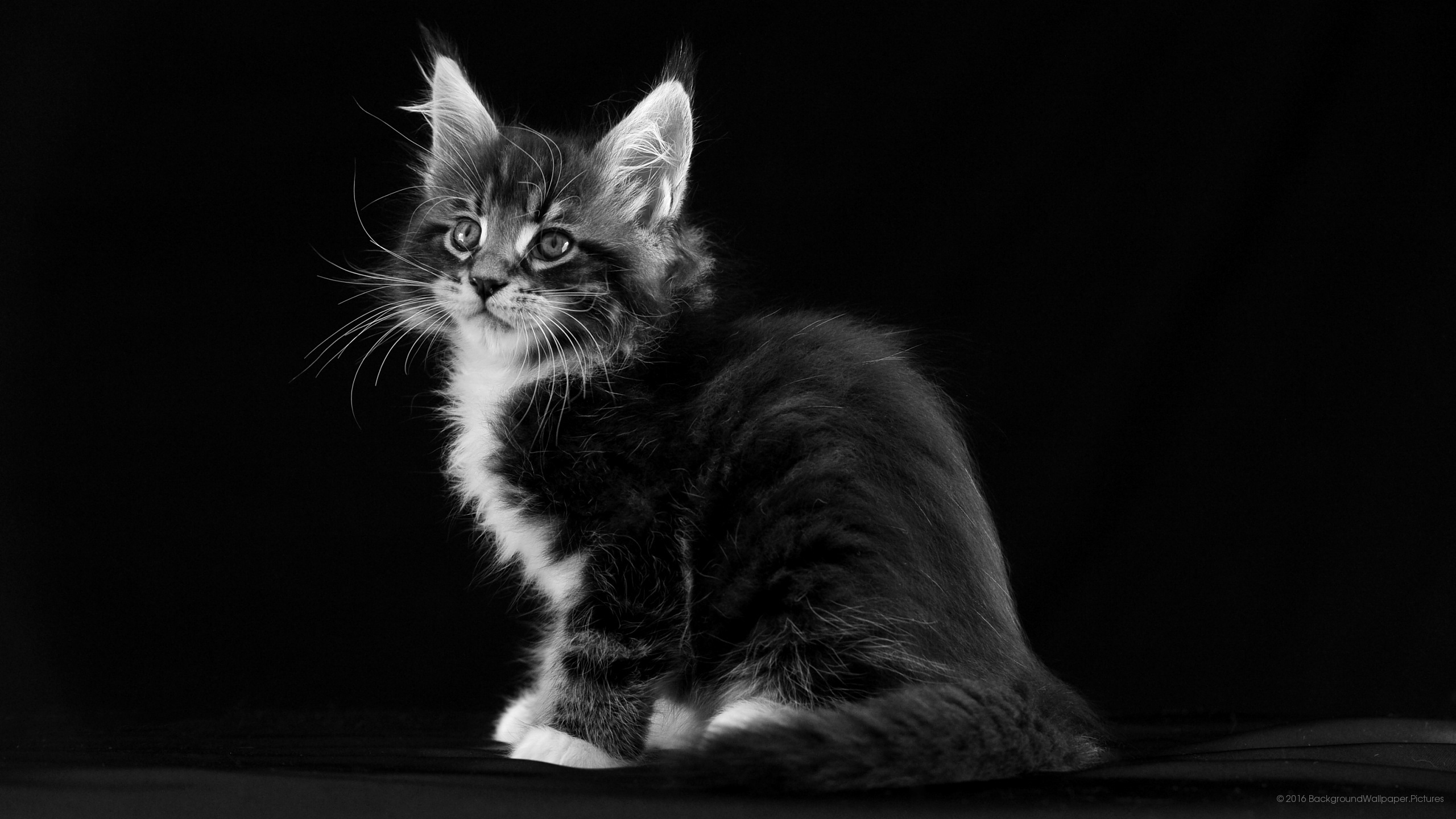 letv fond d'écran hd,chat,chats de petite à moyenne taille,moustaches,félidés,noir et blanc
