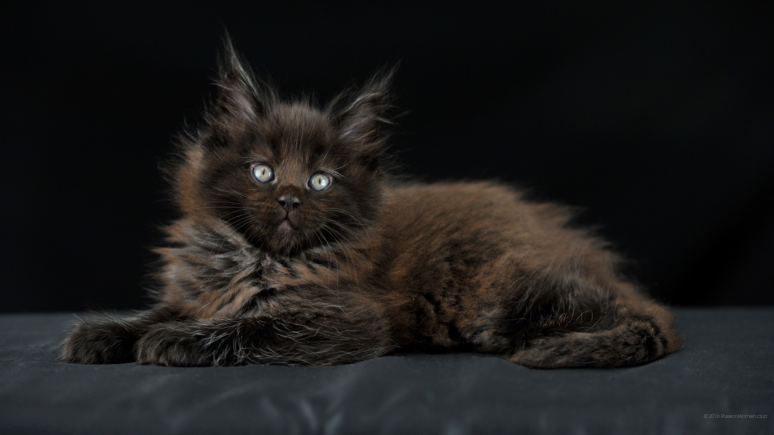 letv fond d'écran hd,chat,chats de petite à moyenne taille,félidés,moustaches,maine coon