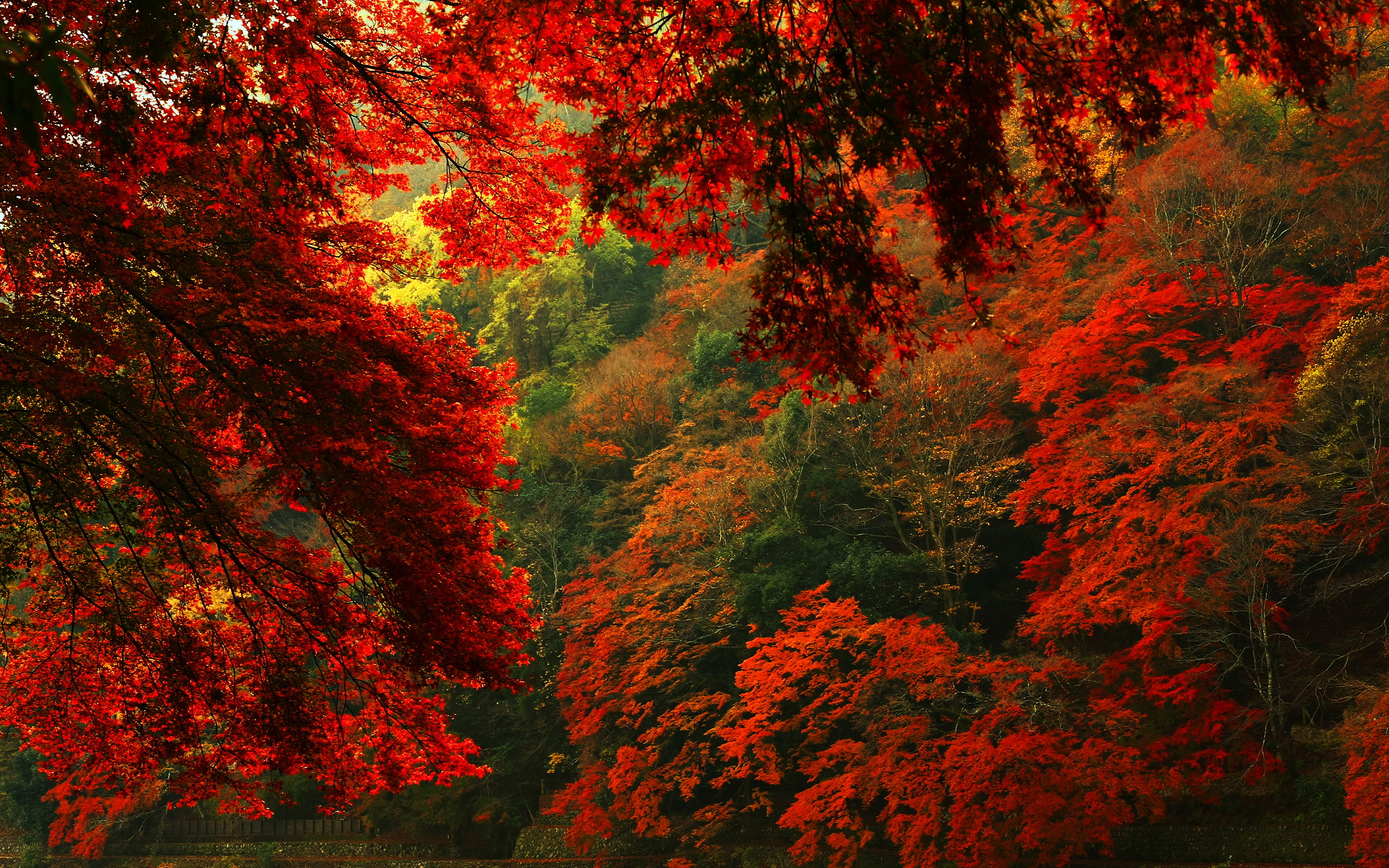 fall wallpaper images,red,leaf,tree,nature,autumn