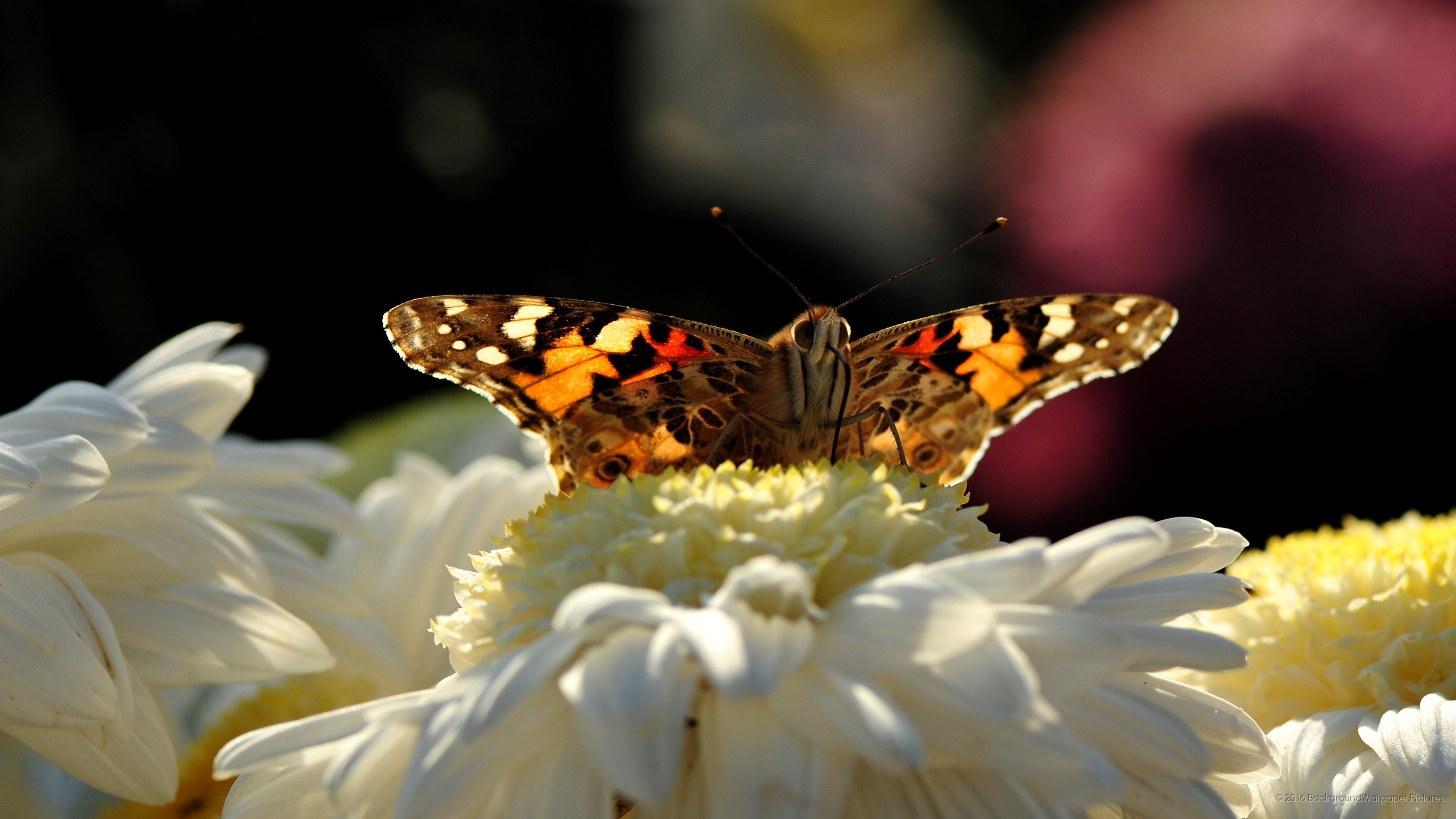 letv wallpaper hd,moths and butterflies,butterfly,cynthia (subgenus),insect,american painted lady