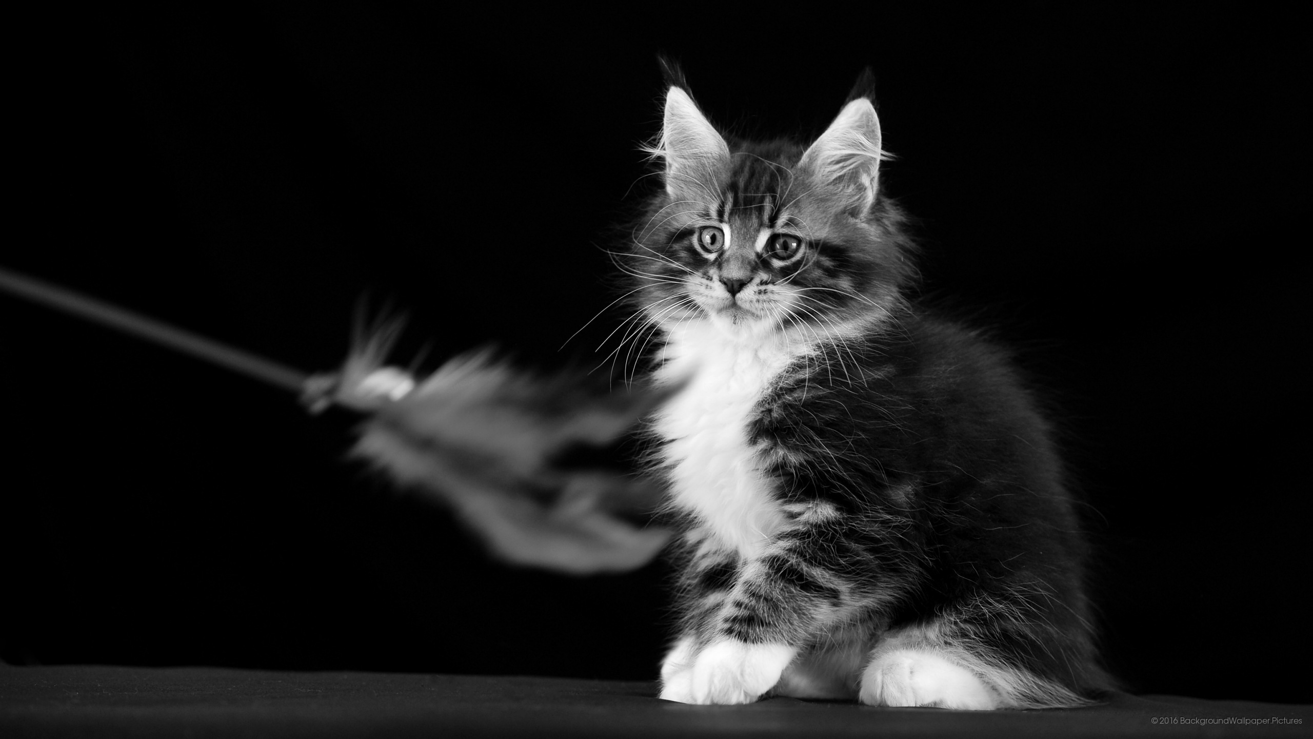 letv fondo de pantalla hd,gato,gatos pequeños a medianos,bigotes,felidae,en blanco y negro
