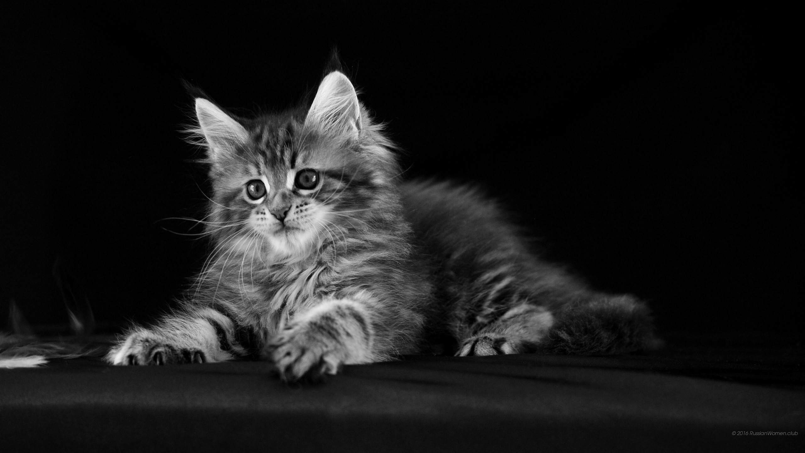 letv fondo de pantalla hd,gato,gatos pequeños a medianos,bigotes,felidae,en blanco y negro