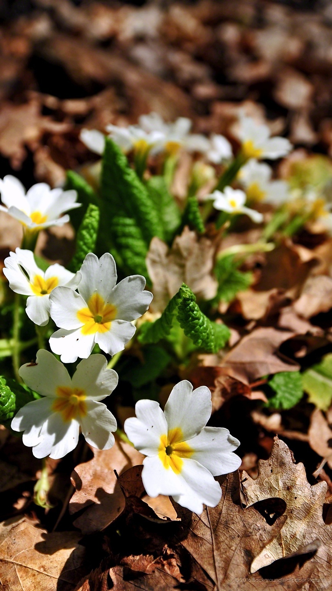 letv wallpaper hd,fiore,pianta fiorita,petalo,pianta,primavera