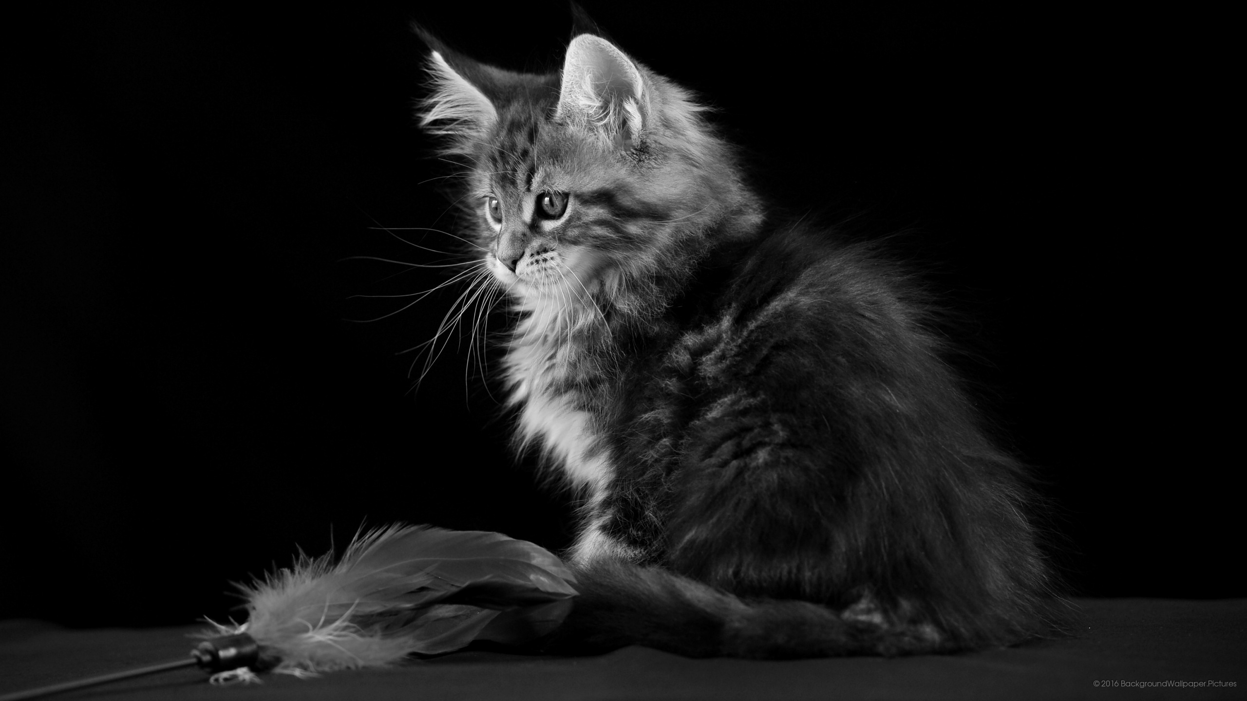 letv fondo de pantalla hd,gato,gatos pequeños a medianos,felidae,bigotes,en blanco y negro