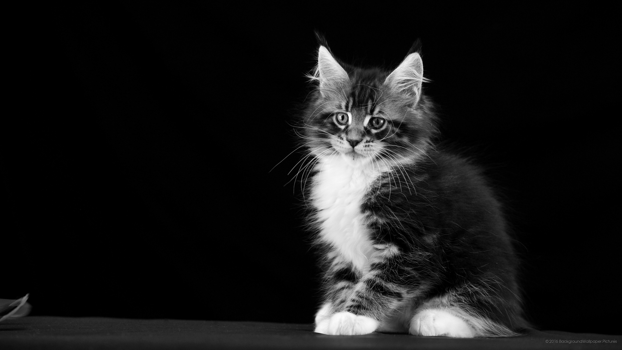 letv fondo de pantalla hd,gato,gatos pequeños a medianos,bigotes,felidae,en blanco y negro