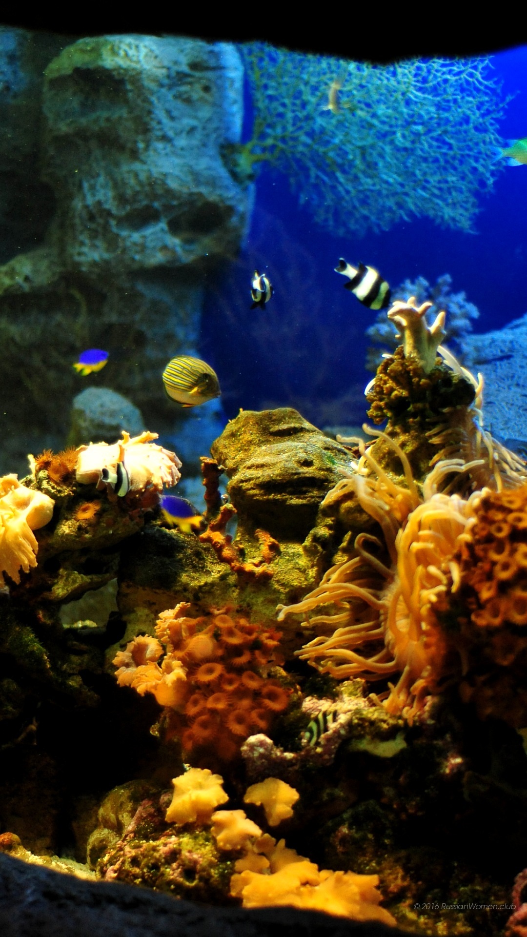 letv wallpaper hd,reef,coral reef,marine biology,natural environment,aquarium