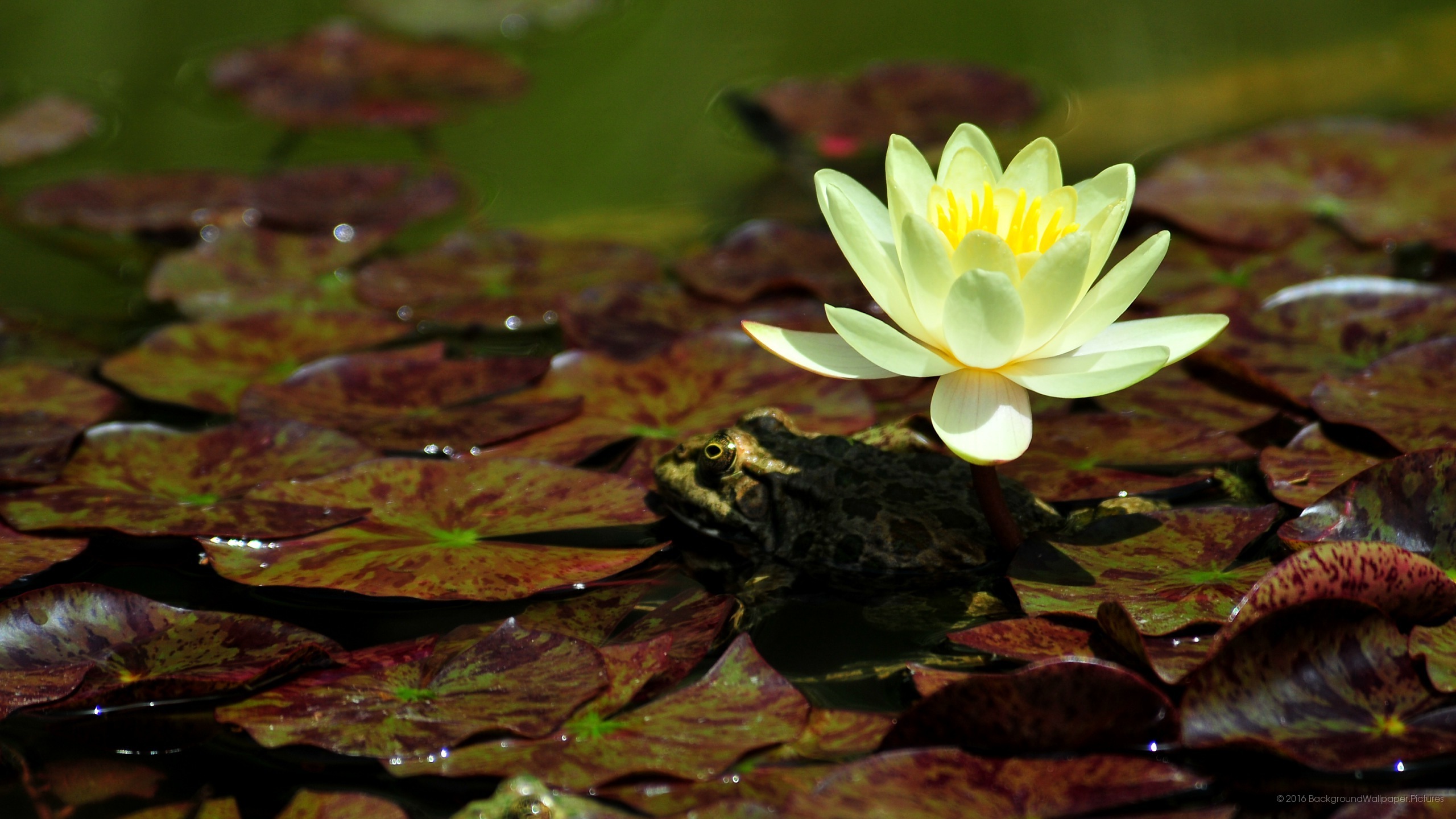 letv fond d'écran hd,fleur,nénuphar blanc parfumé,plante aquatique,la nature,nénuphar