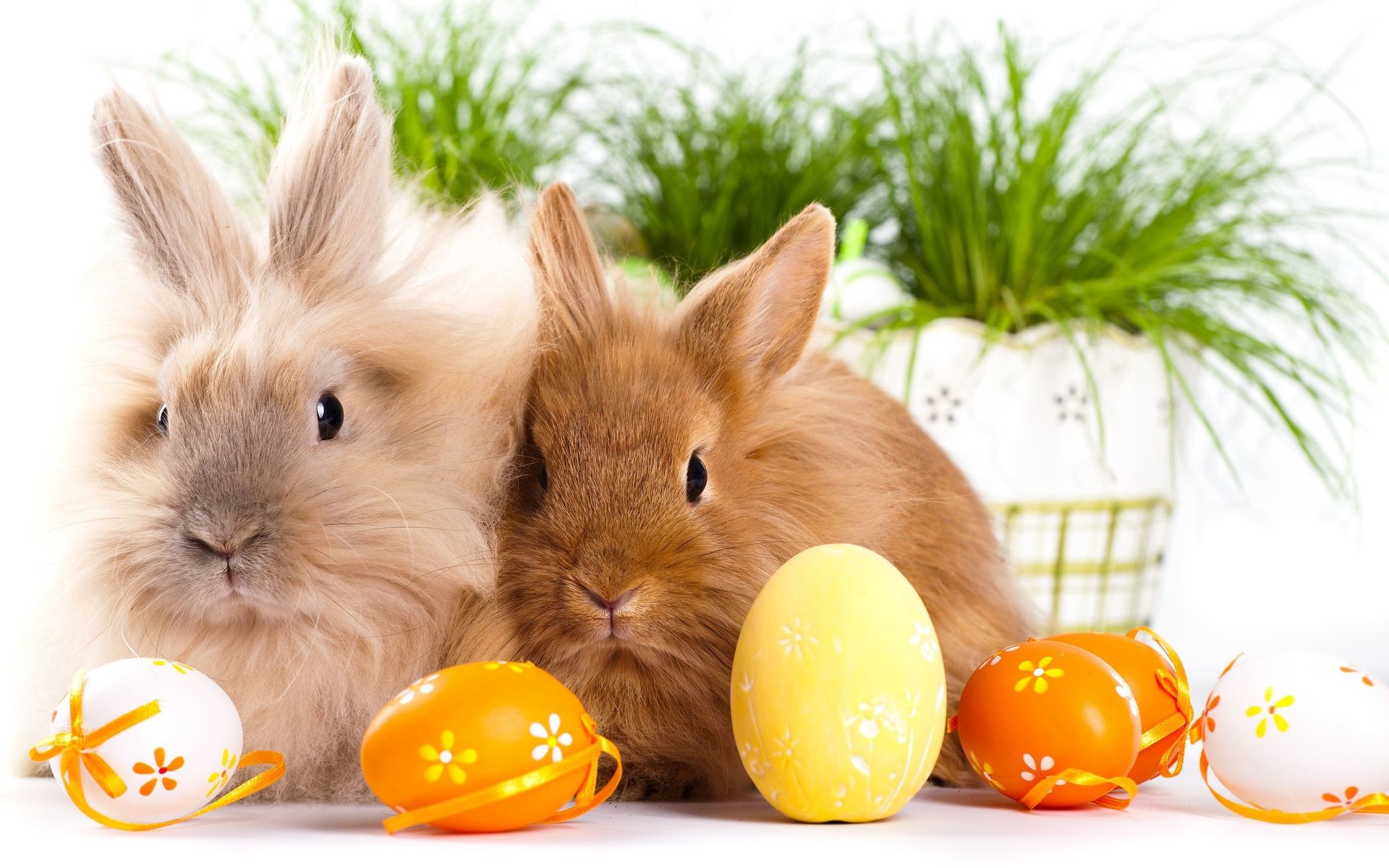 carta da parati orientale,coniglio domestico,conigli e lepri,coniglio,coniglietto di pasqua,carota