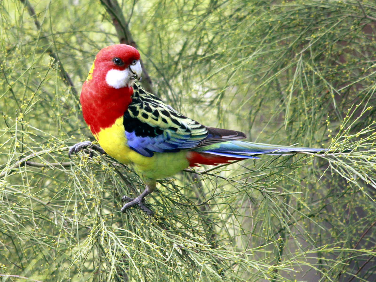 papier peint oriental,oiseau,oiseau perchoir,bouvreuil,perroquet