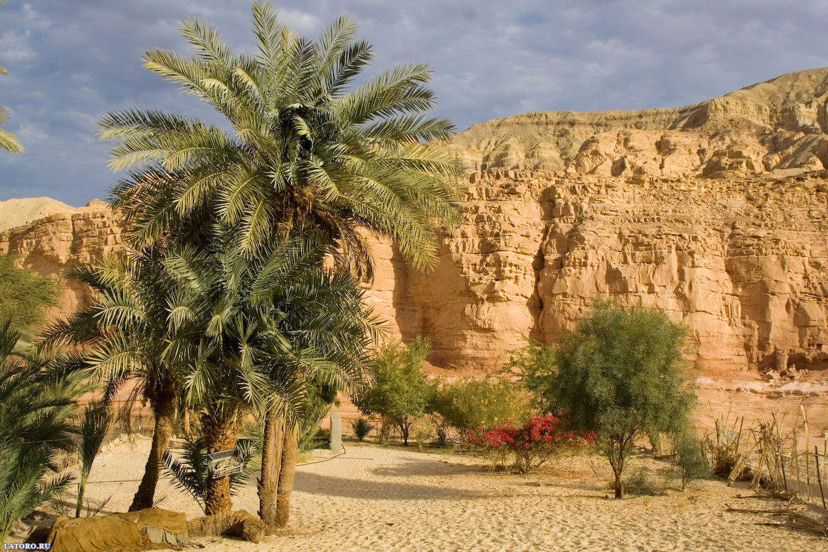 papier peint oriental,oasis,arbre,oued,paysage naturel,palmier