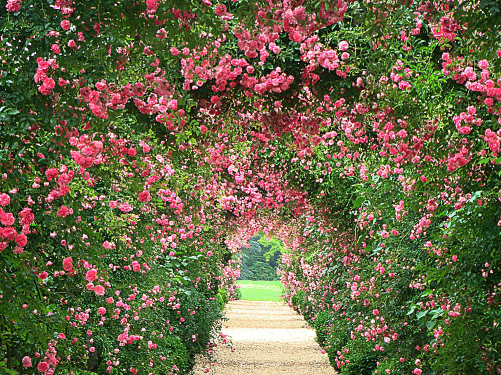 englisch rose tapete,blume,blühende pflanze,pflanze,frühling,rosa