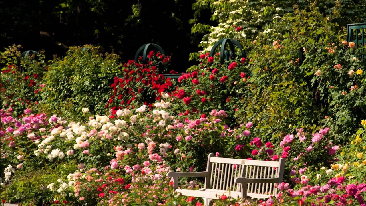 fond d'écran rose anglaise,fleur,plante à fleurs,plante,jardin,roses de jardin
