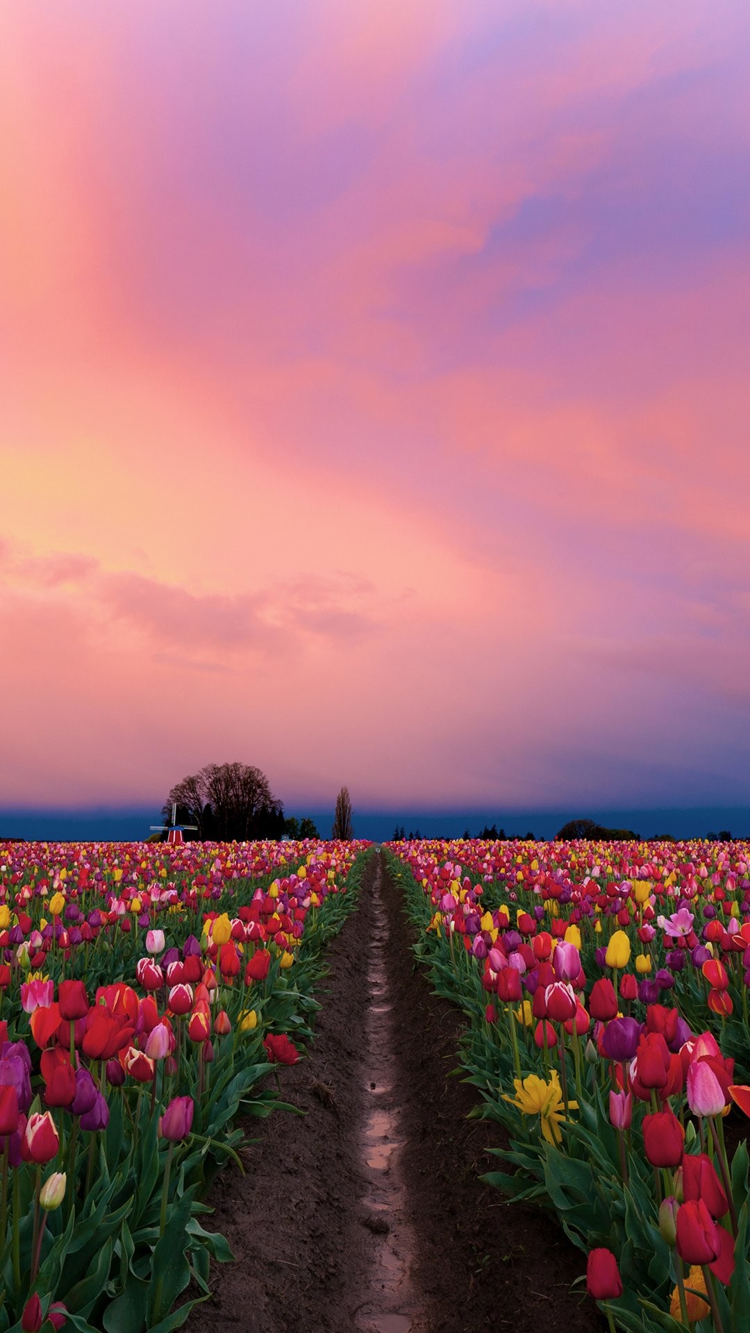 facebook wallpaper download,flower,sky,plant,natural landscape,spring